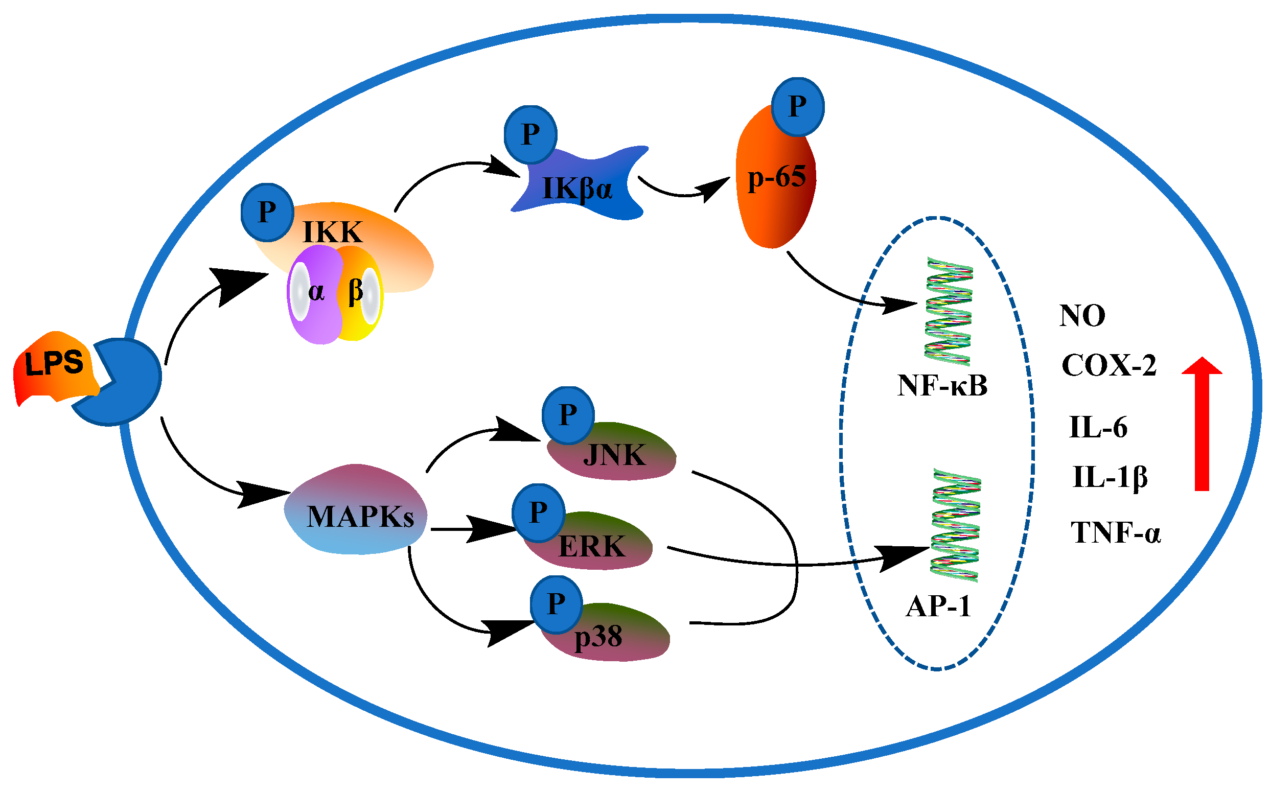 Ijms 24 03575 g001 550