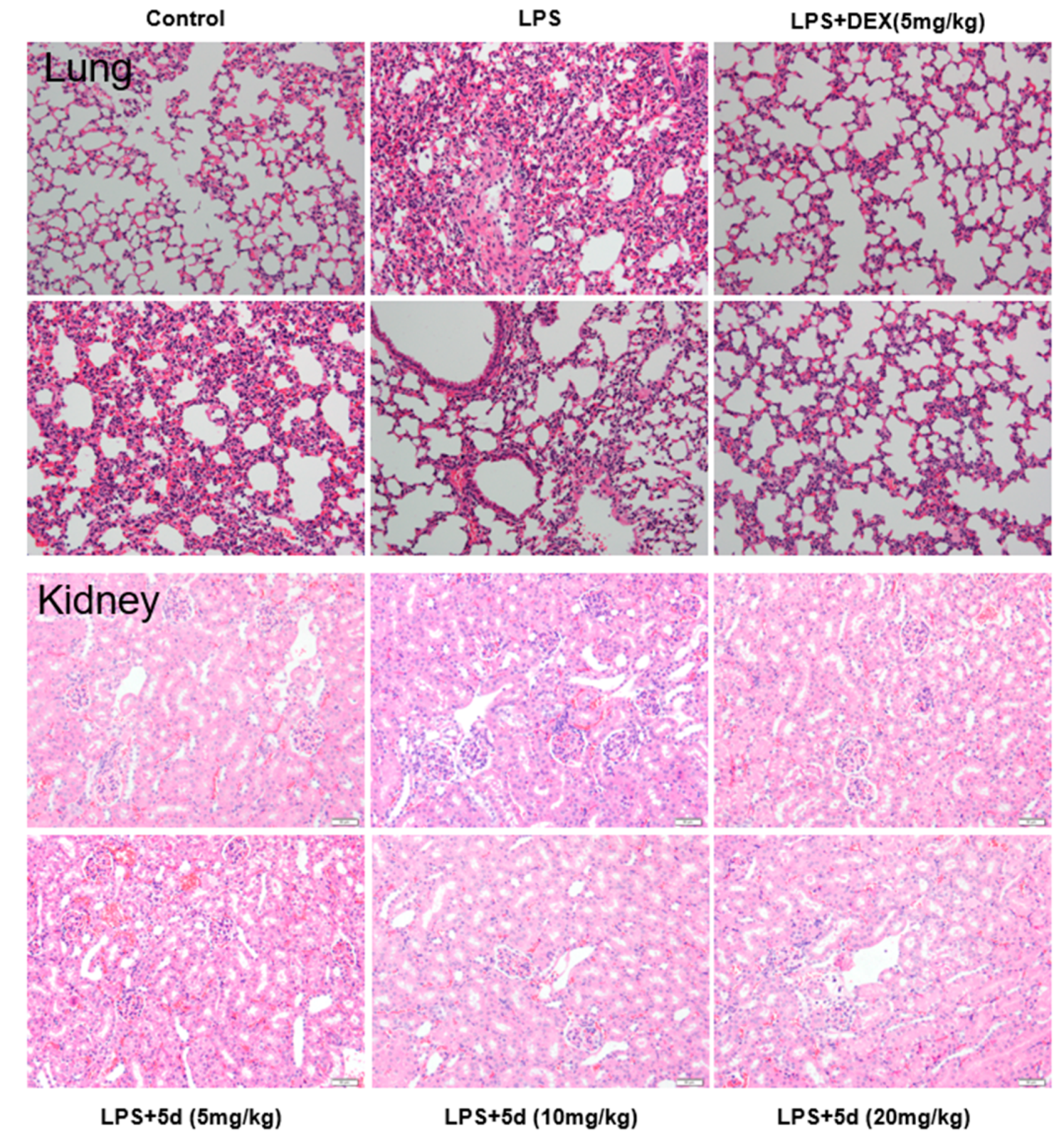 Ijms 24 03575 g012 550