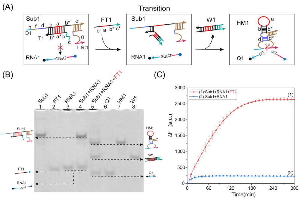 Ijms 24 03588 g001 Ijms 24 03588 g001