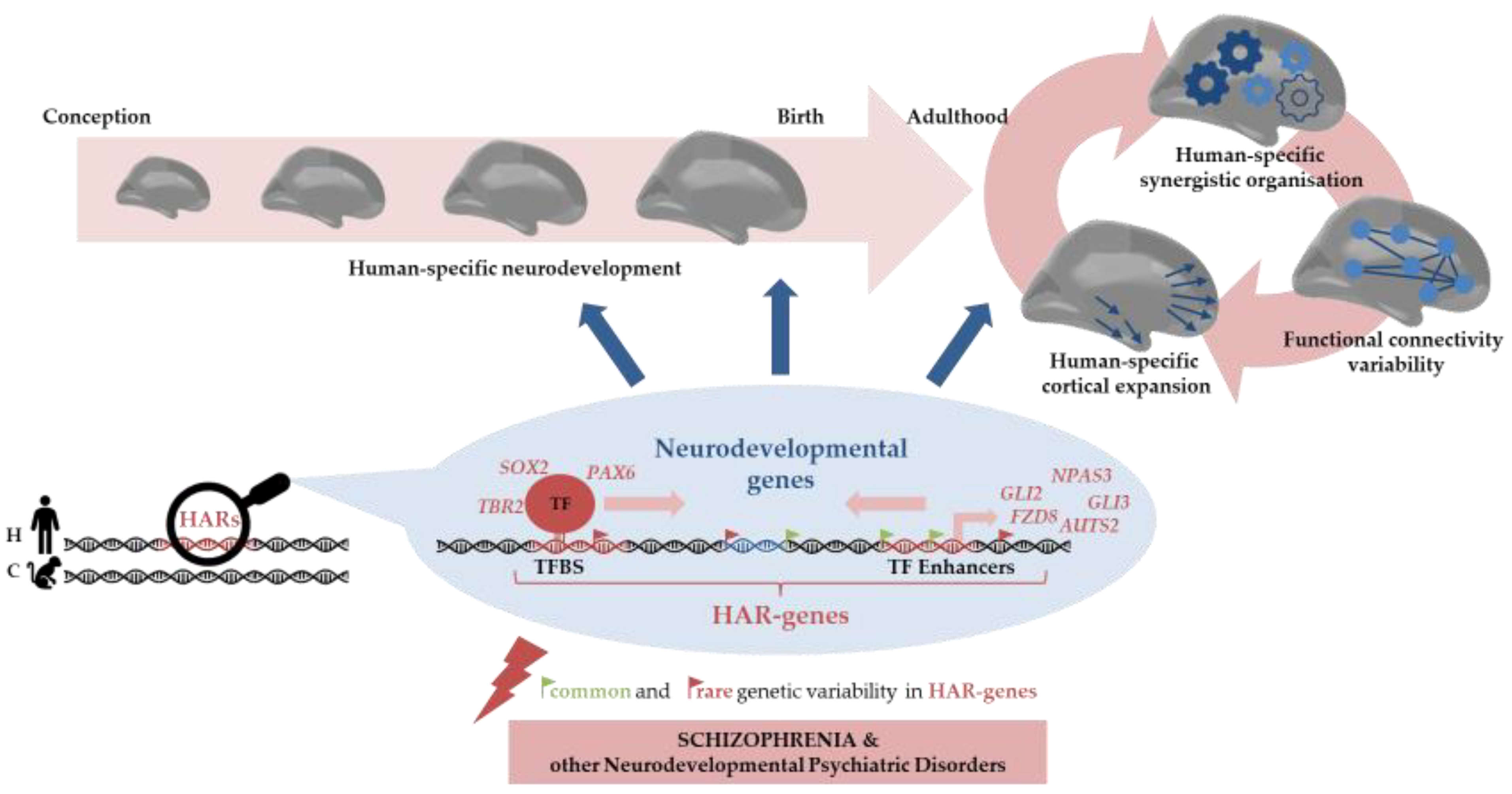 Ijms 24 03597 g002 Ijms 24 03597 g002