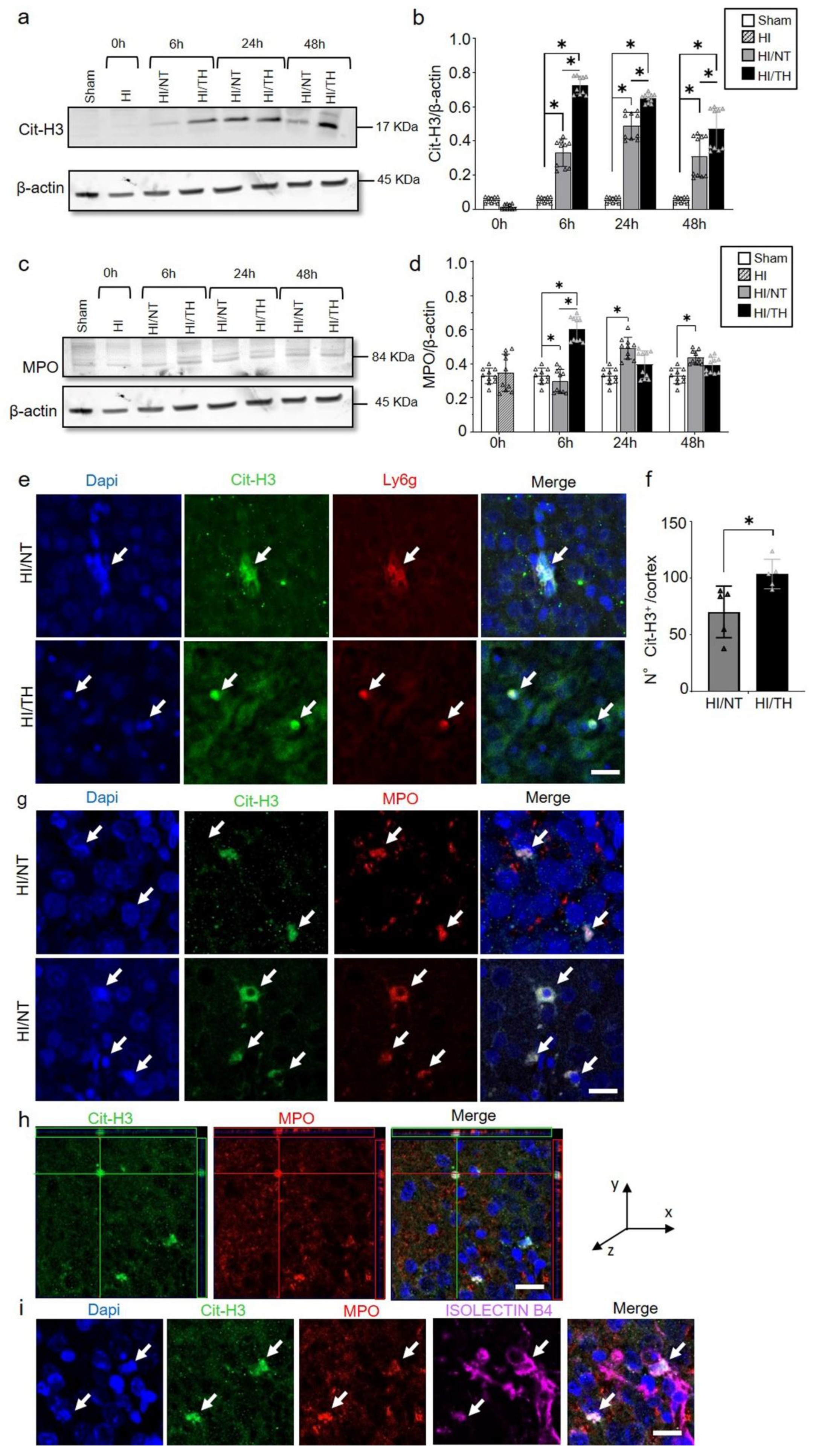 Ijms 24 03598 g003 Ijms 24 03598 g003