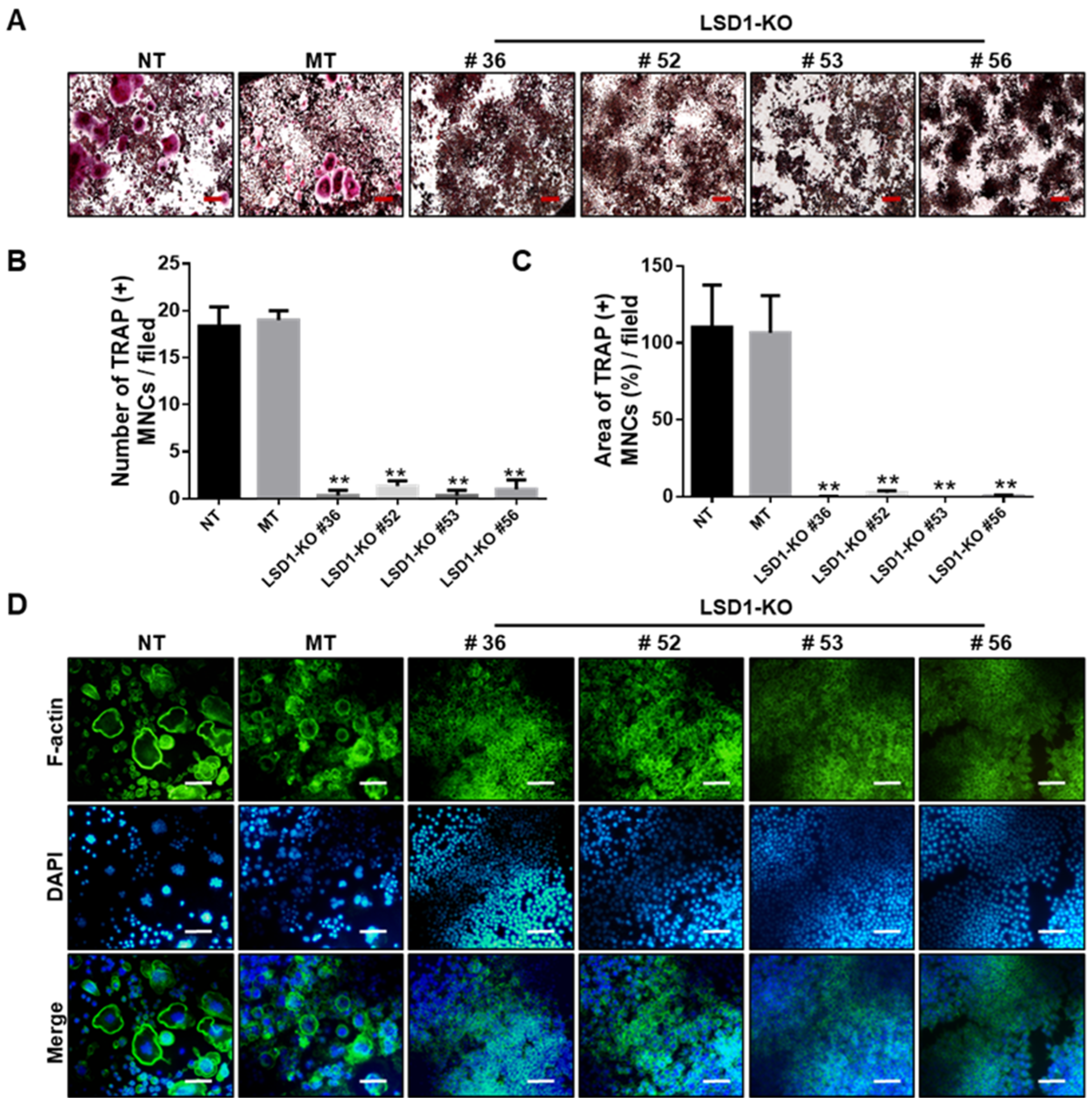 Ijms 24 03605 g006 550