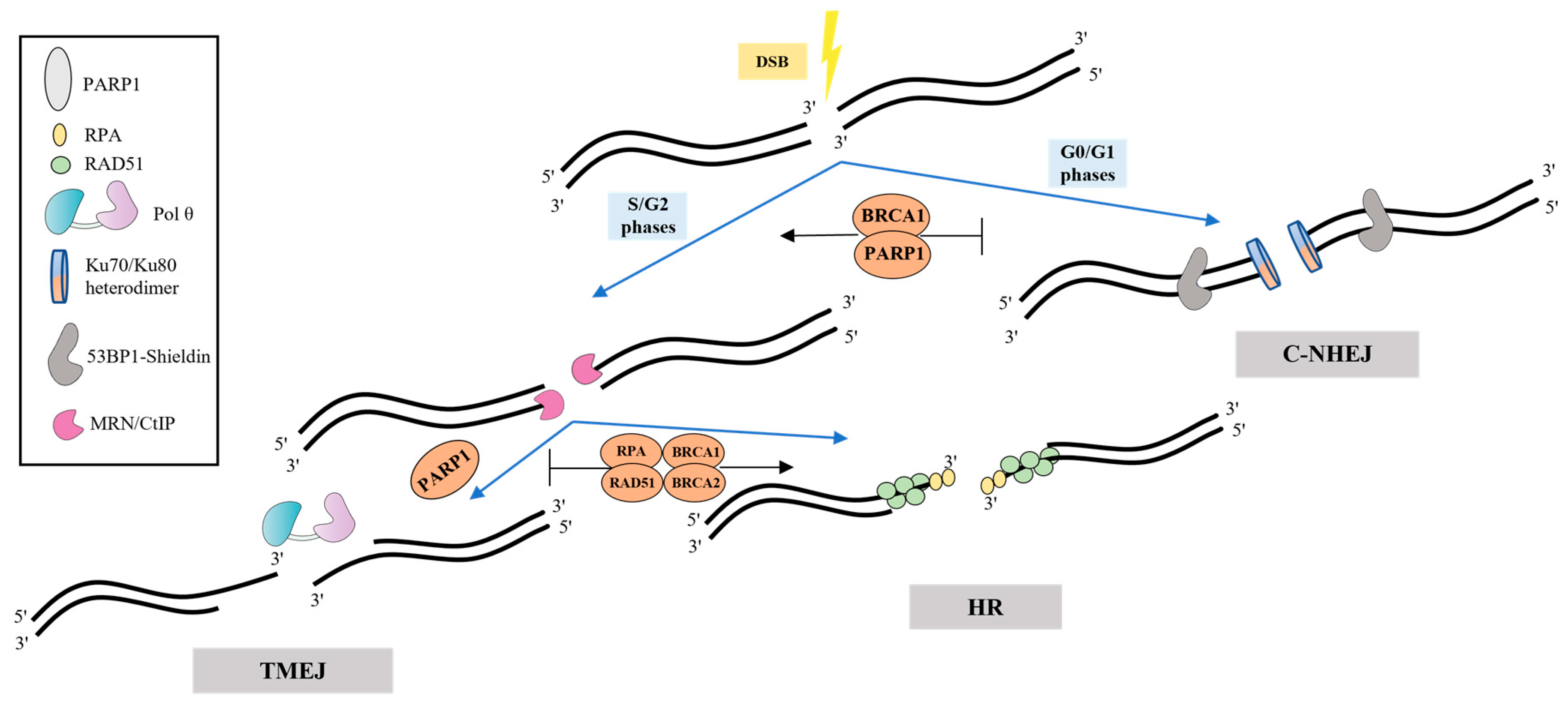 Ijms 24 03619 g002 Ijms 24 03619 g002