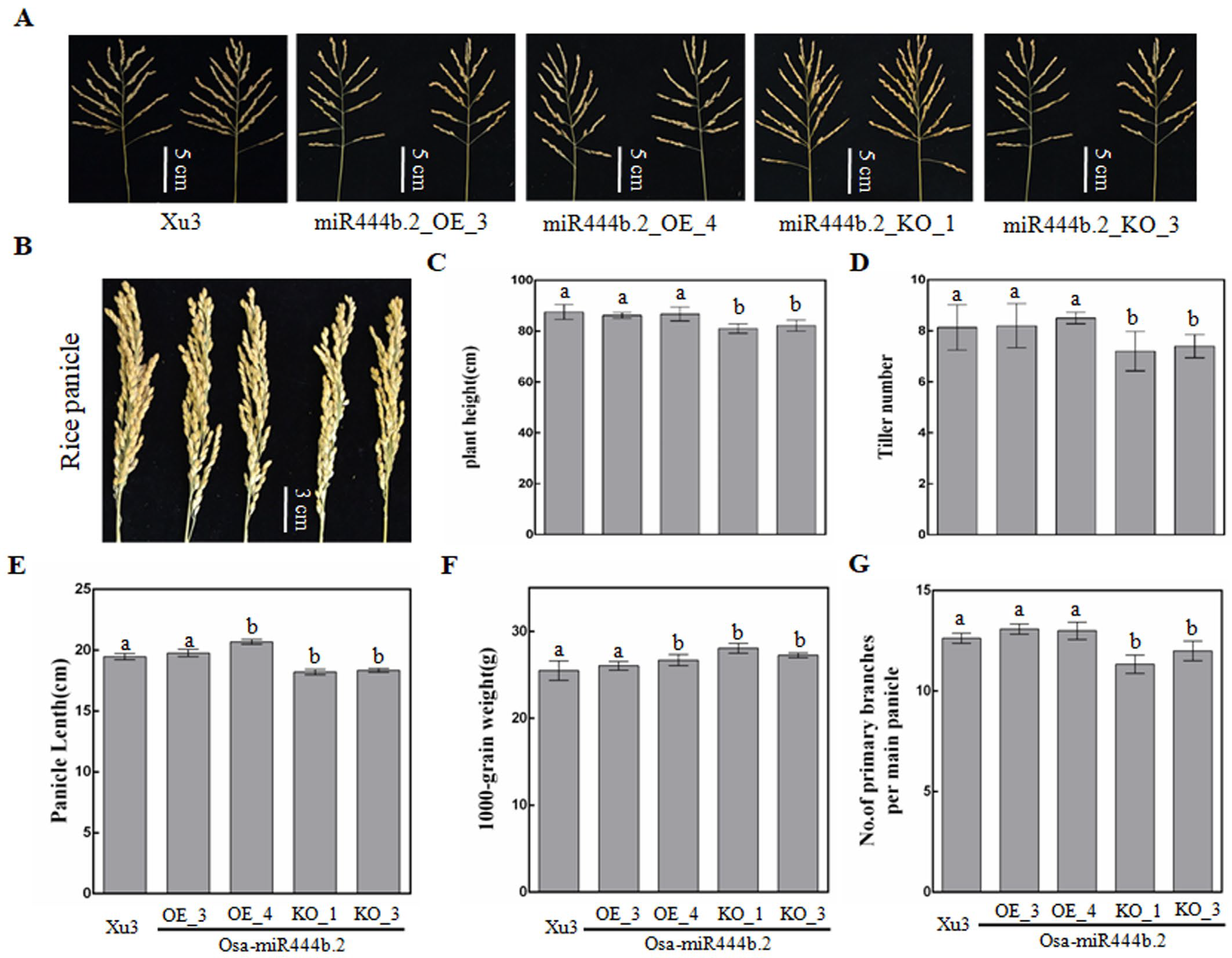 Ijms 24 03653 g004 550