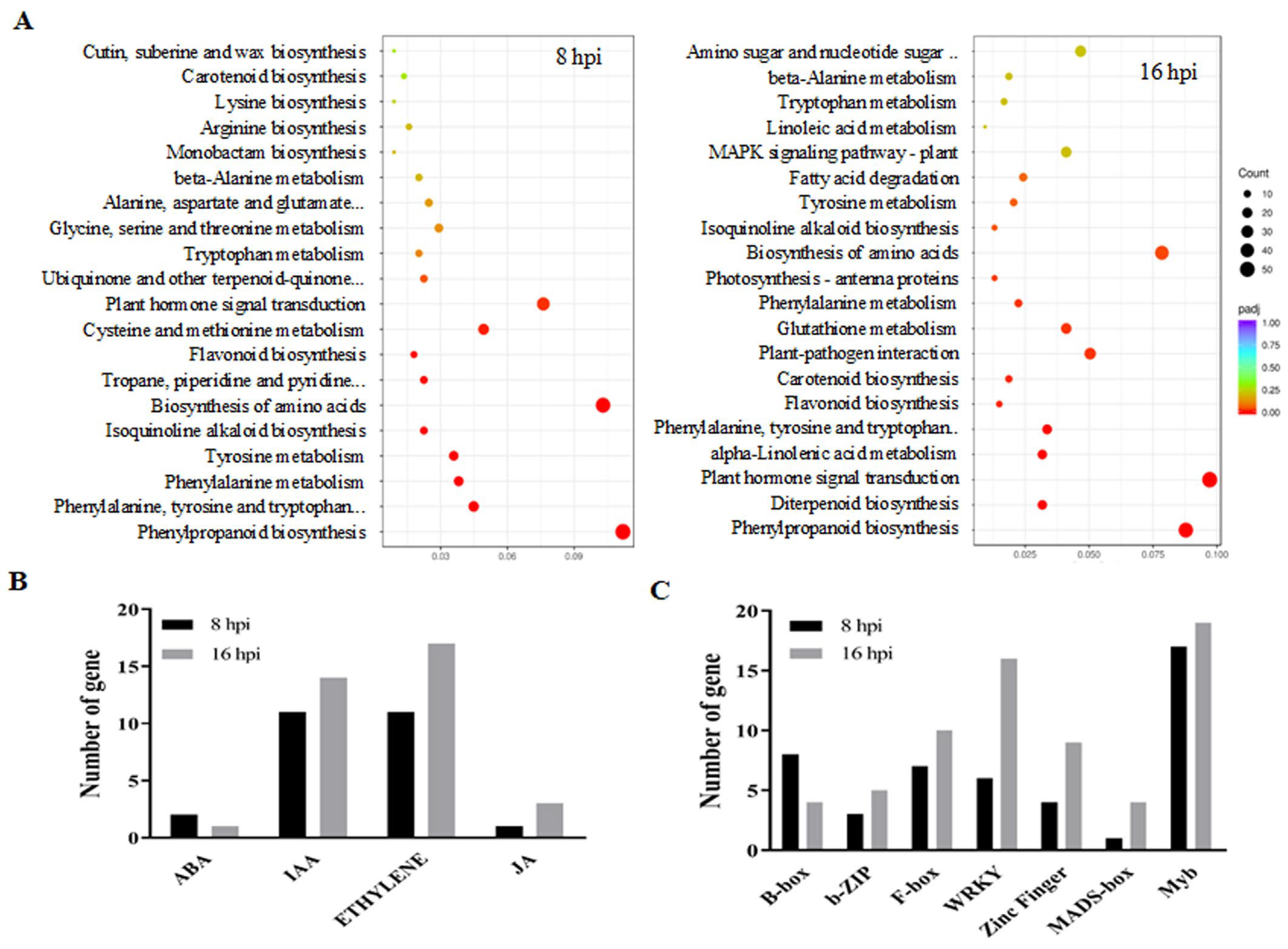 Ijms 24 03653 g005 550