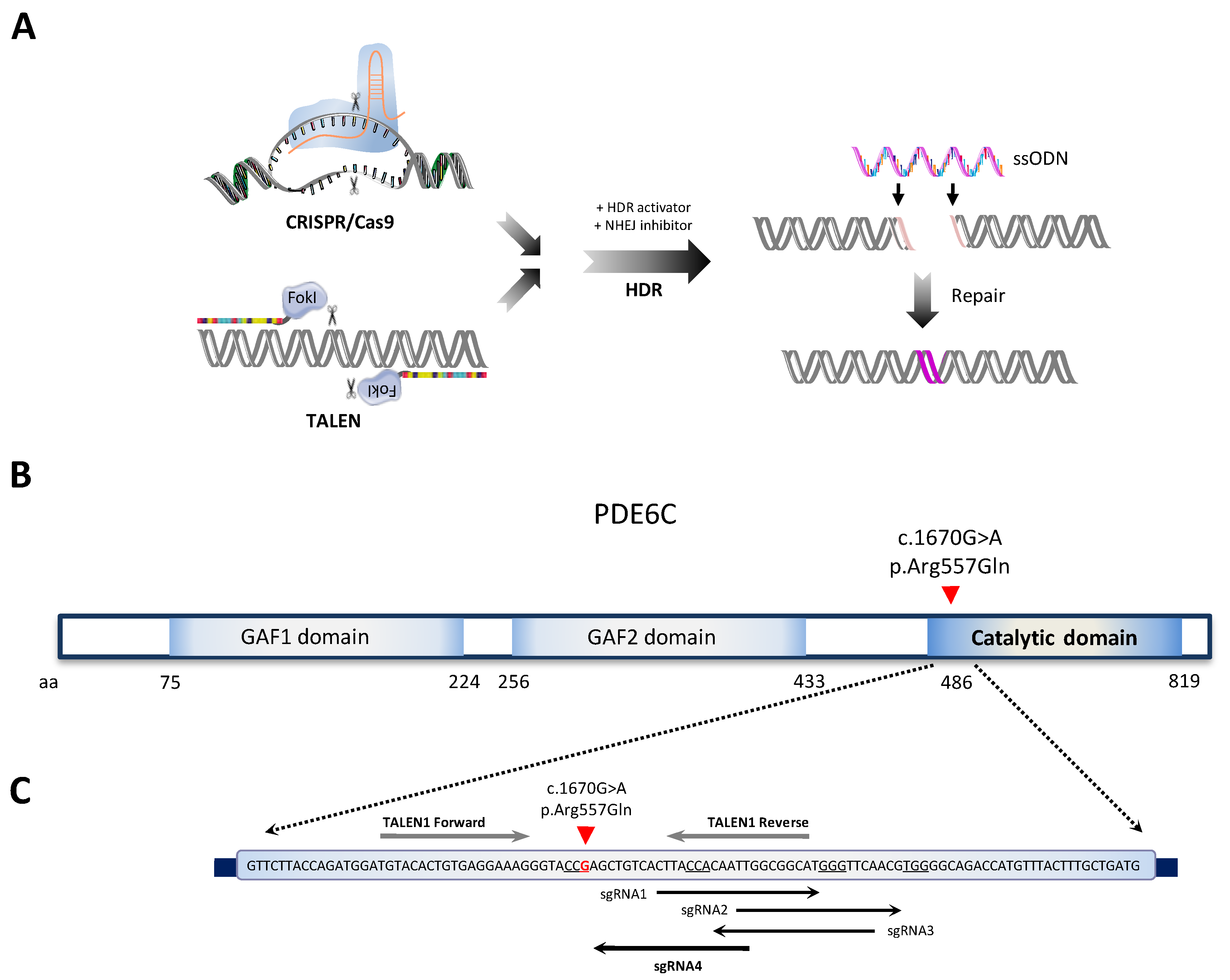 CRISPR-Cas9 correction of OPA1 c.1334G>A: p.R445H restores mitochondrial  homeostasis in dominant optic atrophy patient-derived iPSCs: Molecular  Therapy - Nucleic Acids