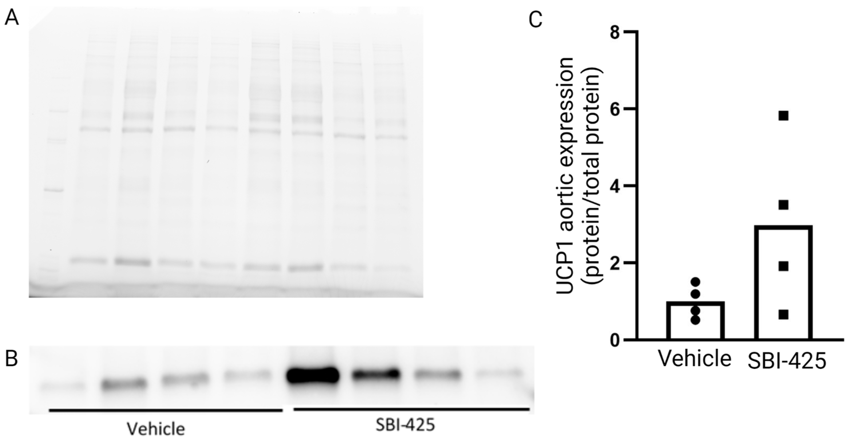 Ijms 24 03657 g001 Ijms 24 03657 g001
