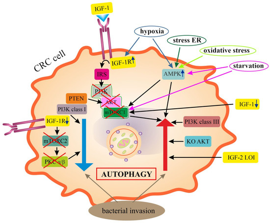 NYAOTO  Autophagy and the Insulin-like Growth Factor (IGF) System in