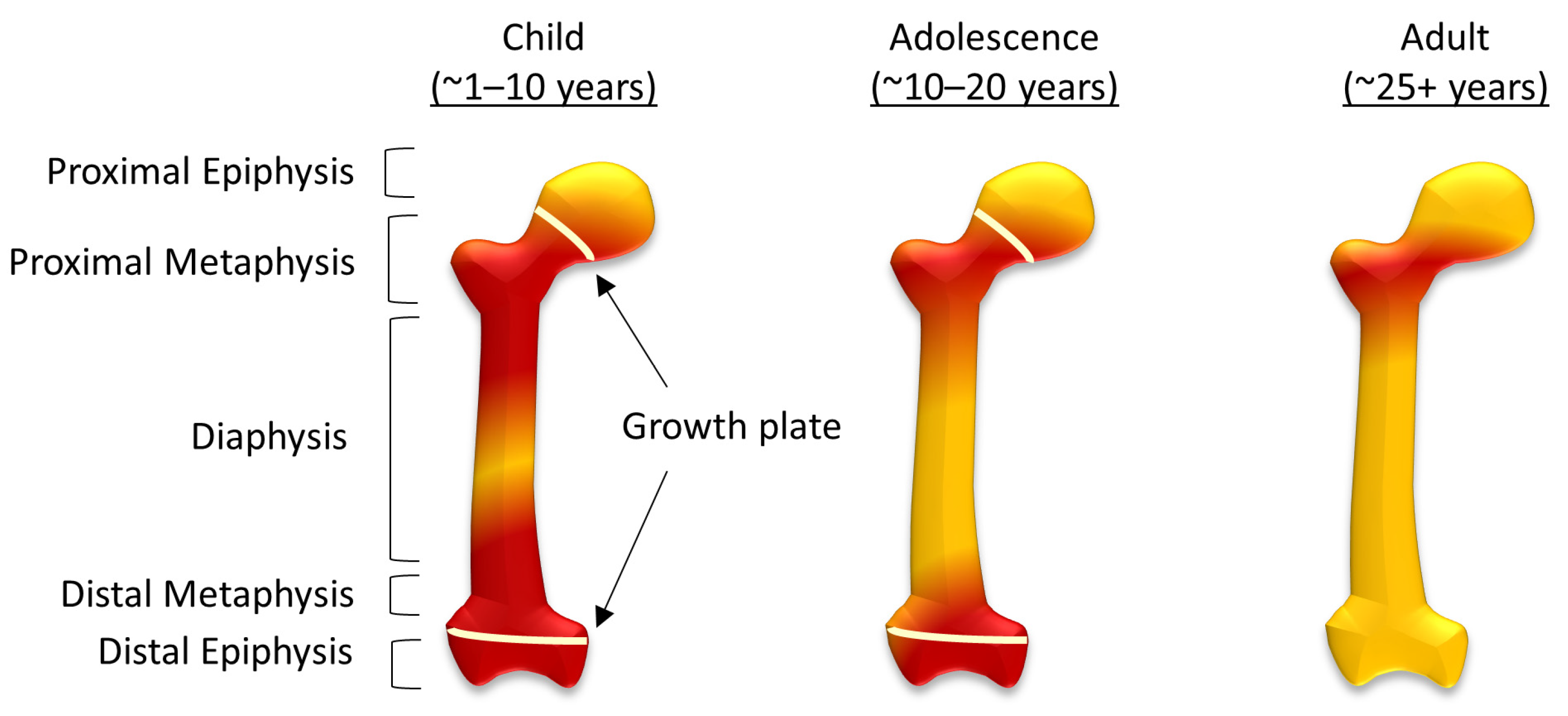 Red And Yellow Bone Marrow Diagram