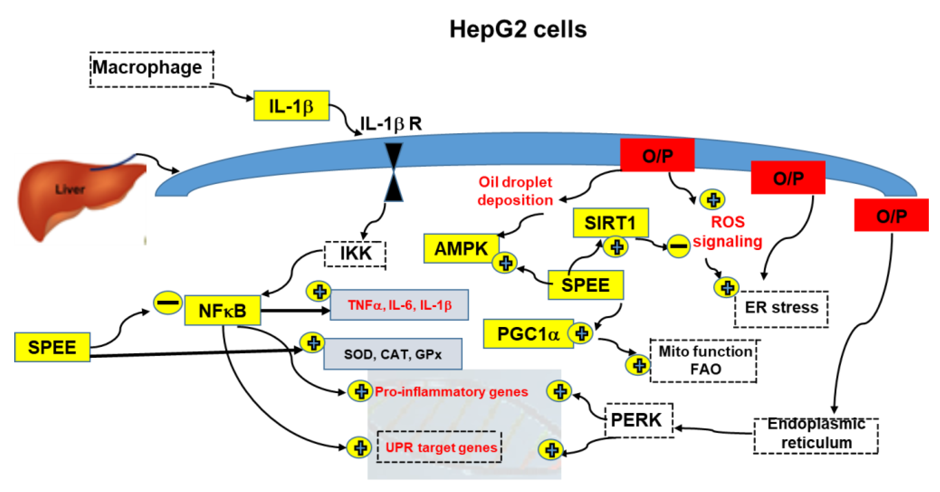 Ijms 24 03672 g009 550