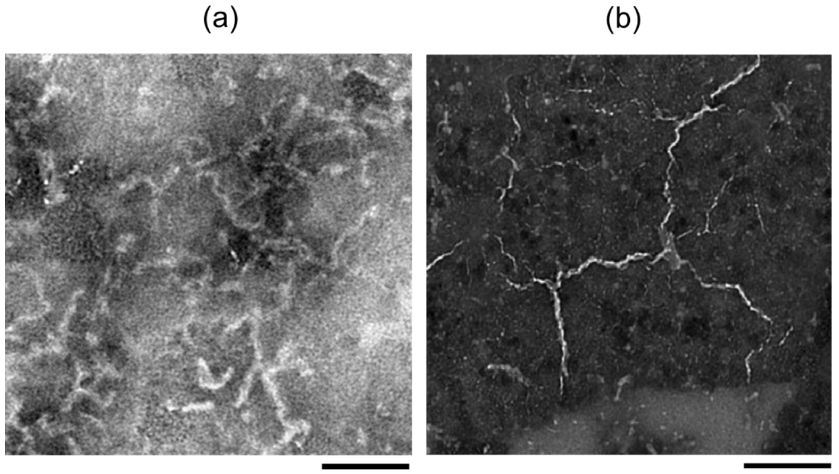 Ijms 24 03686 g001 Ijms 24 03686 g001