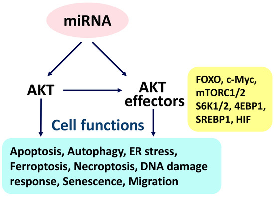 Modulation of AKT Pathway-Targeting miRNAs for Cancer Cell Treatment ...