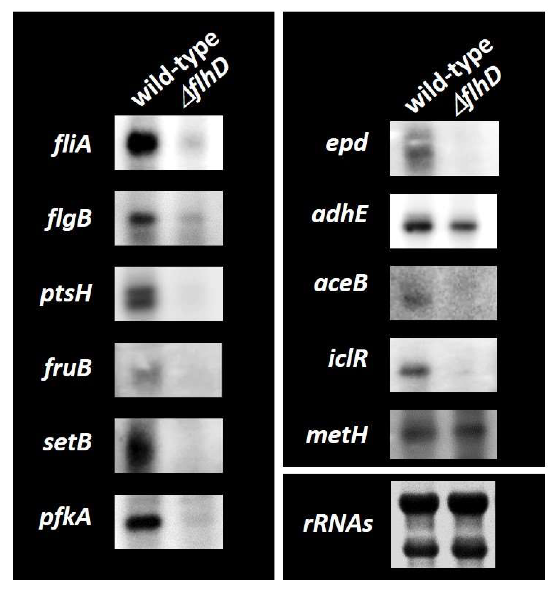 Ijms 24 03696 g004 Ijms 24 03696 g004