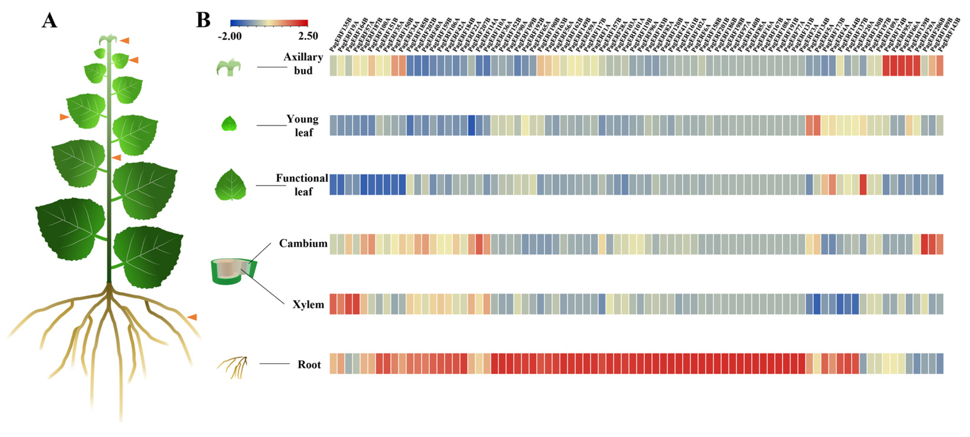 Ijms 24 03697 g007 Ijms 24 03697 g007