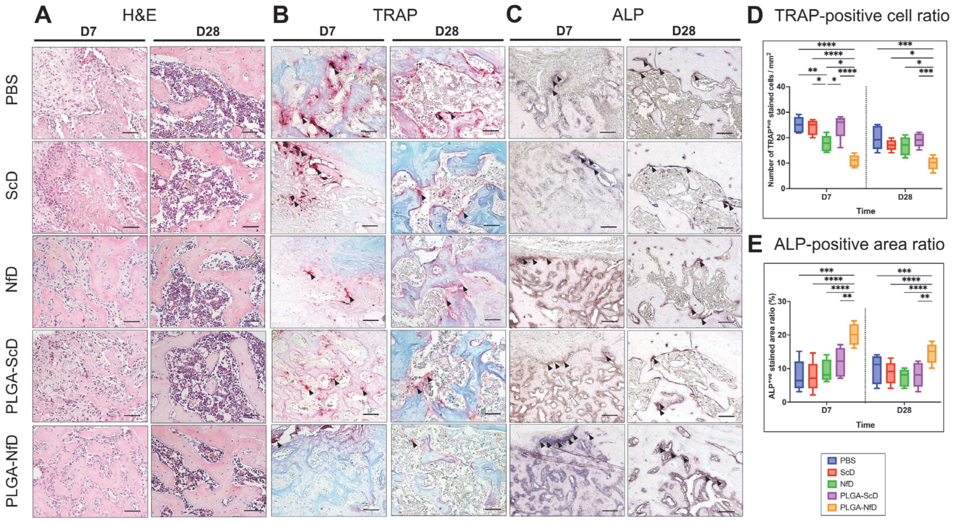 Ijms 24 03699 g002 550