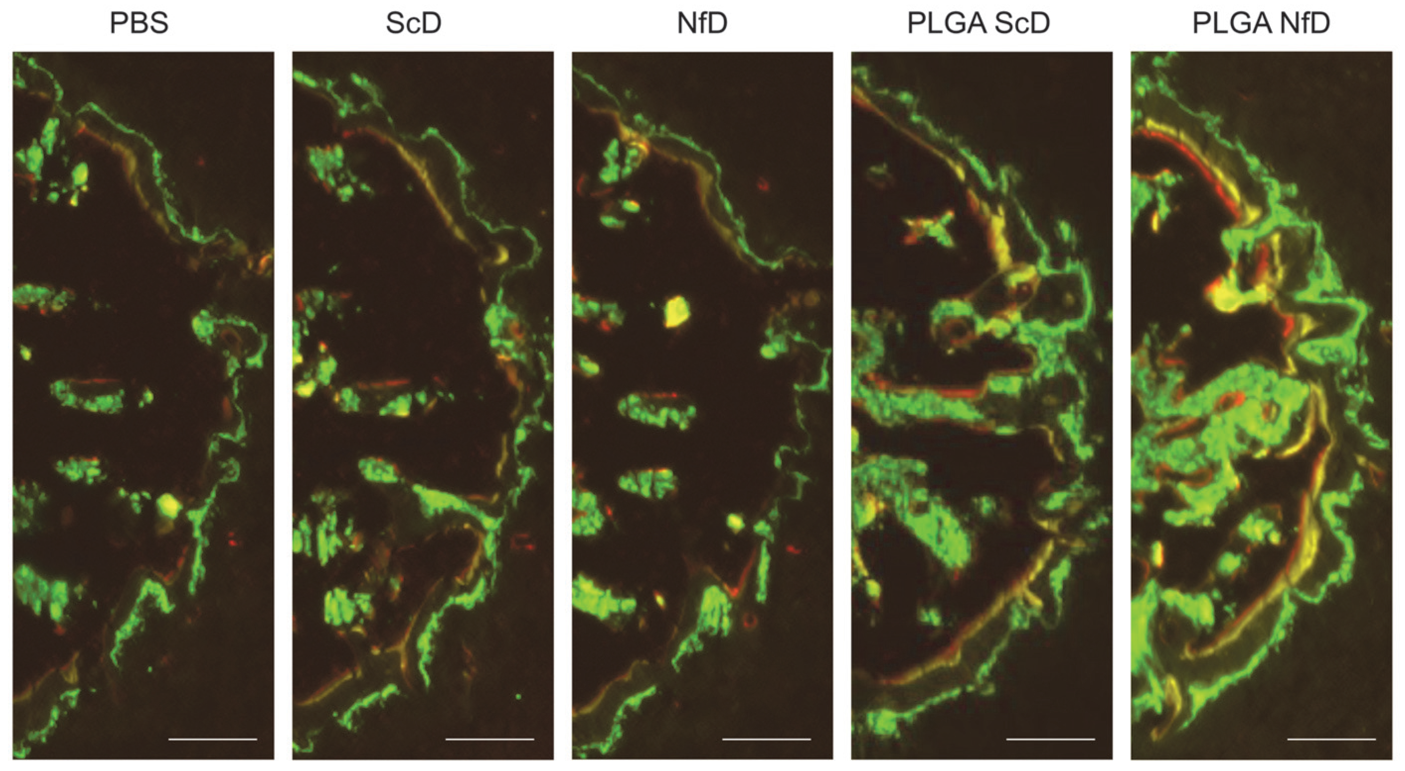 Ijms 24 03699 g003 550