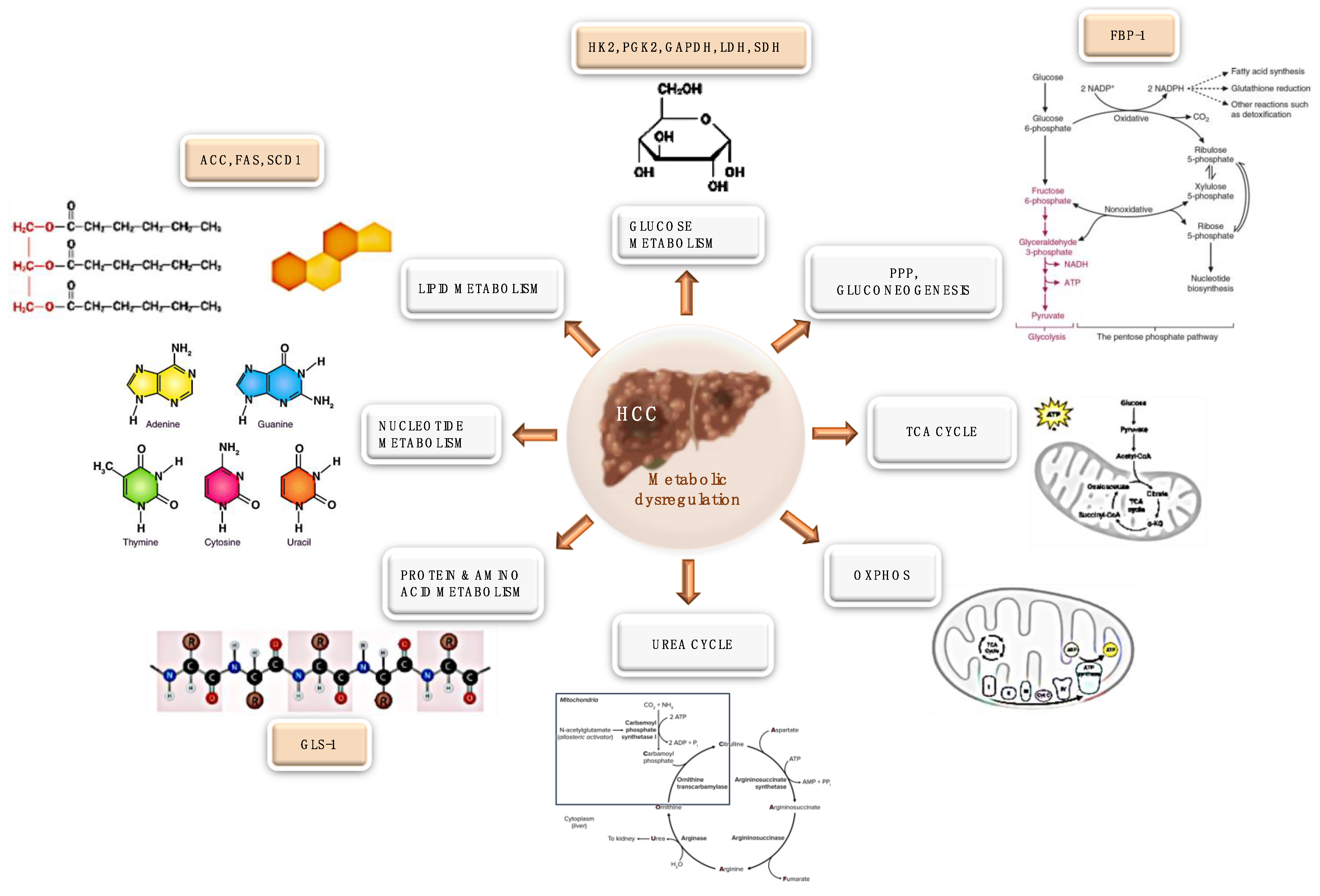 Ijms 24 03710 g001 Ijms 24 03710 g001