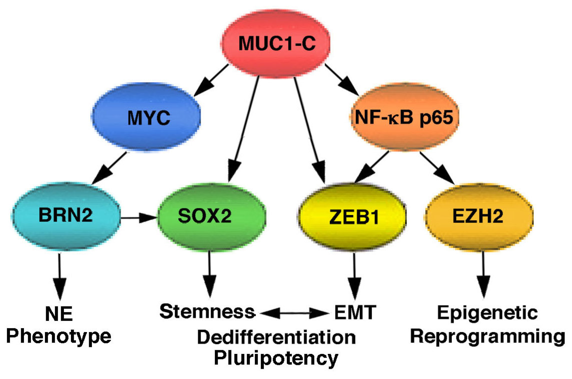 Ijms 24 03719 g002 Ijms 24 03719 g002