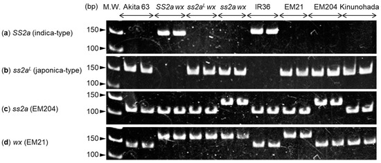 Three Starch Synthase IIa (SSIIa) Alleles Reveal the Effect Three Starch Synthase IIa (SSIIa) Alleles Reveal the Effect