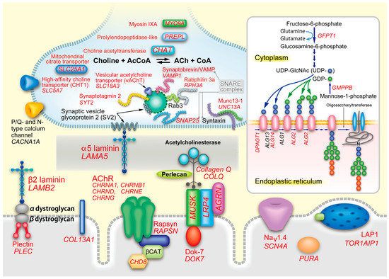 Close-to-native bone repair via tissue-engineered endochondral