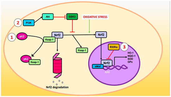 The Nrf2 Pathway Regulates Cellular Responses To Stress Or Encyclopedia Mdpi