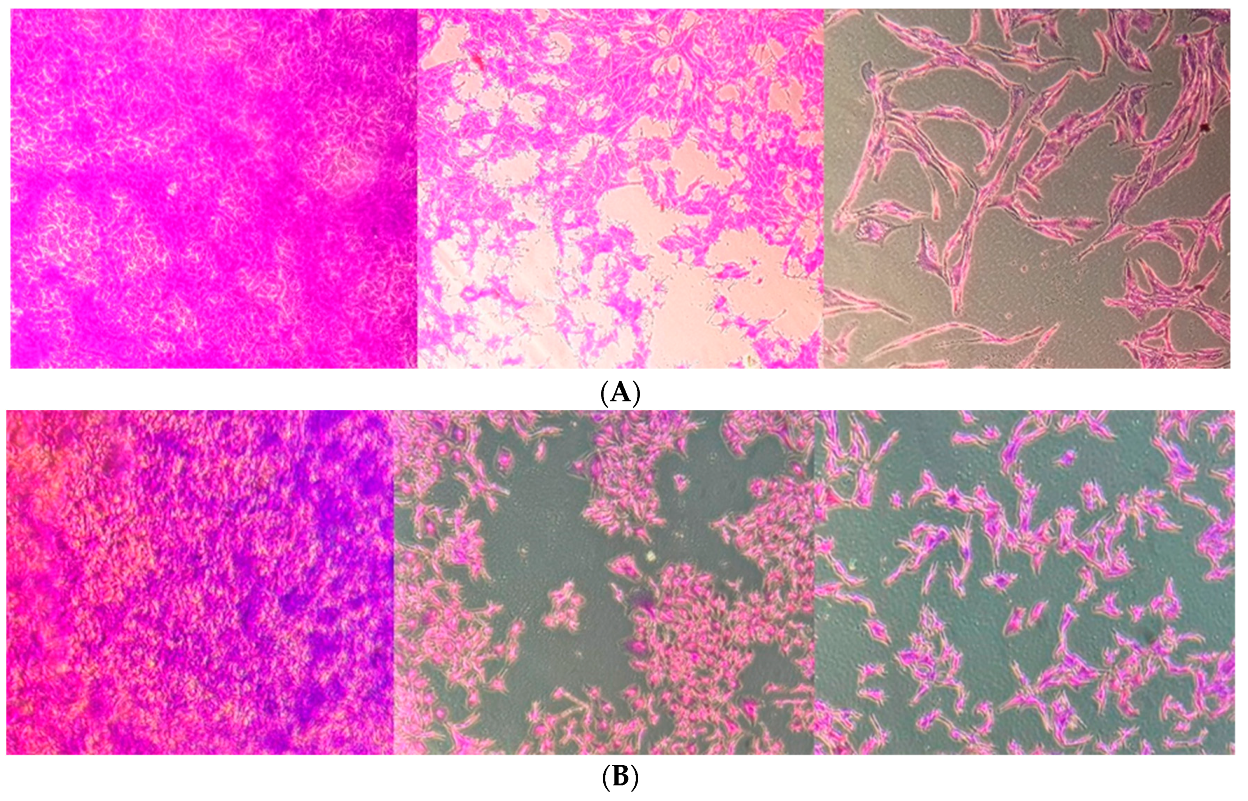 Ijms 24 03760 g003 Ijms 24 03760 g003