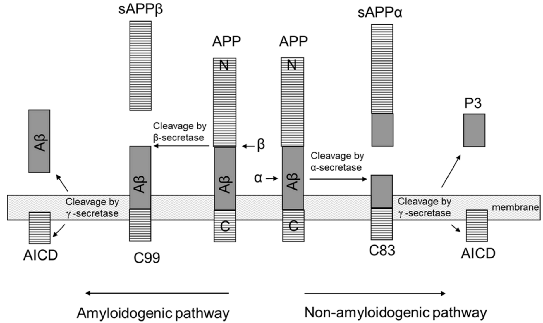 Ijms 24 03781 g004 Ijms 24 03781 g004