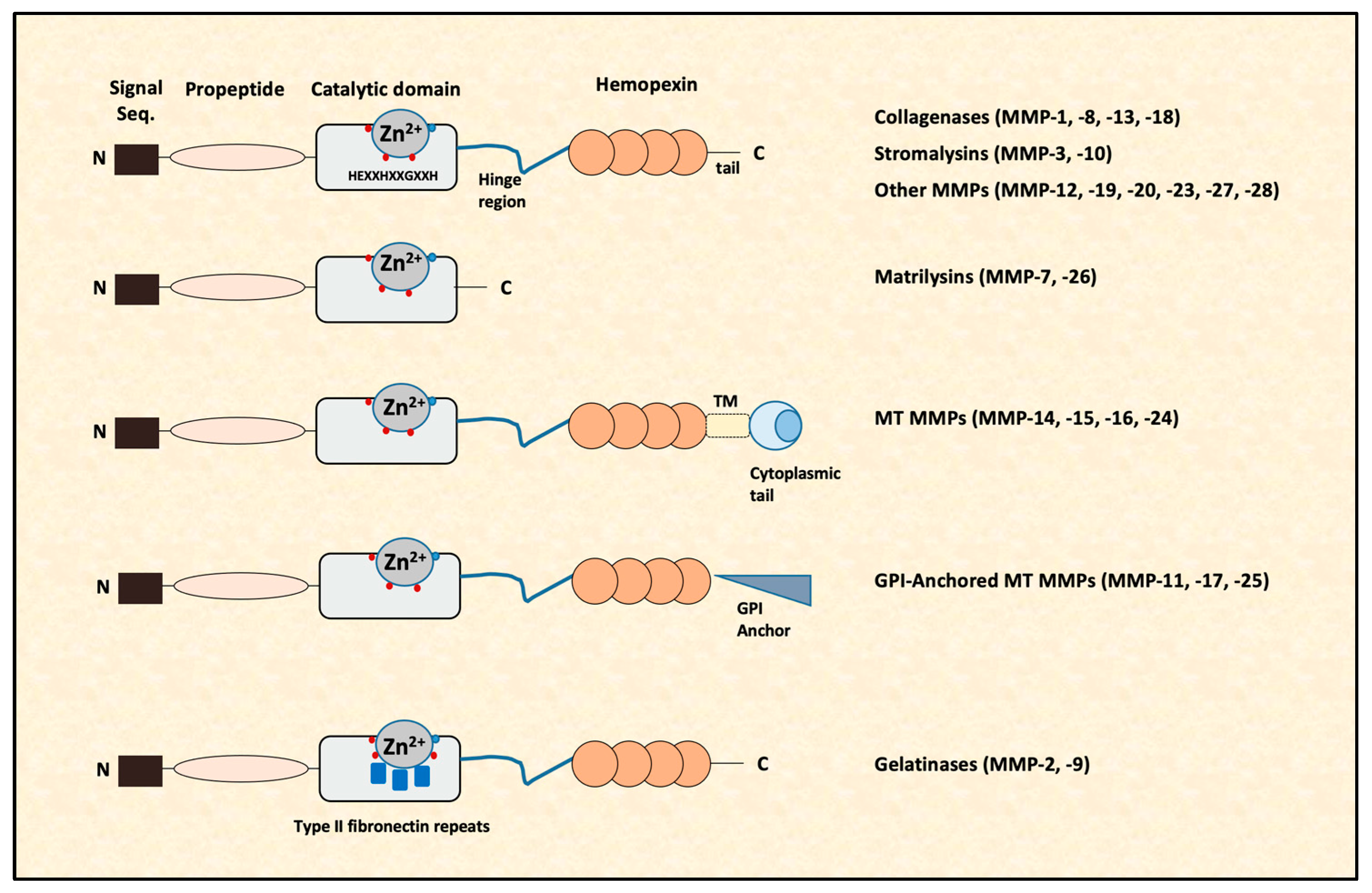 Ijms 24 03786 g001 Ijms 24 03786 g001