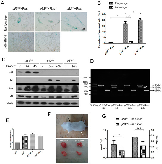 【ああ】 Frontiers | The Fault in Our Astrocytes - cause or