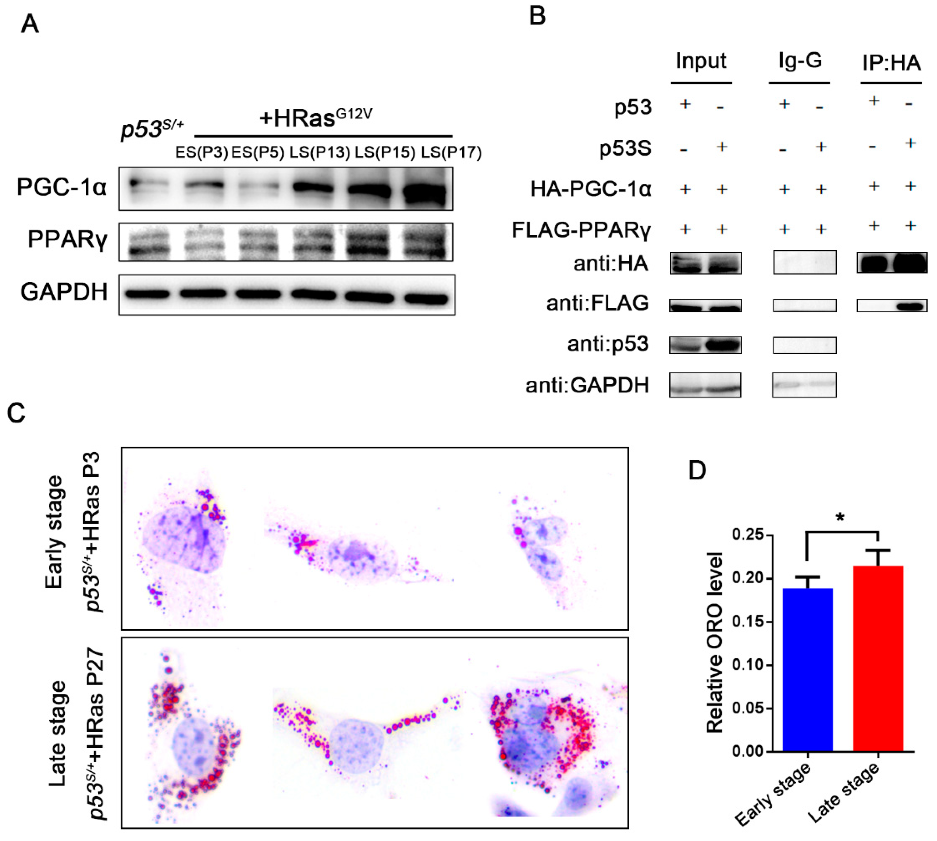 Ijms 24 03790 g005 Ijms 24 03790 g005