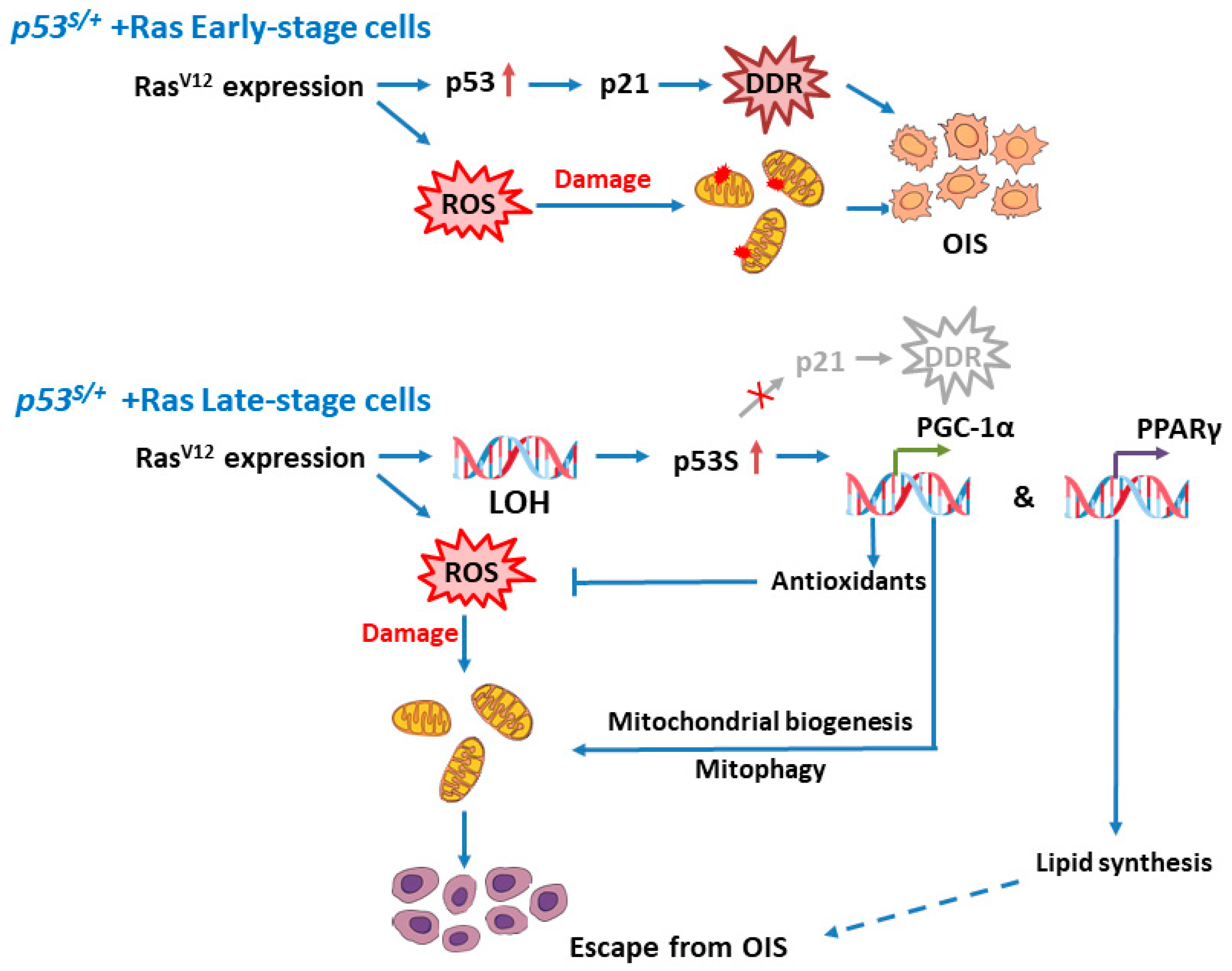 Ijms 24 03790 g006 Ijms 24 03790 g006