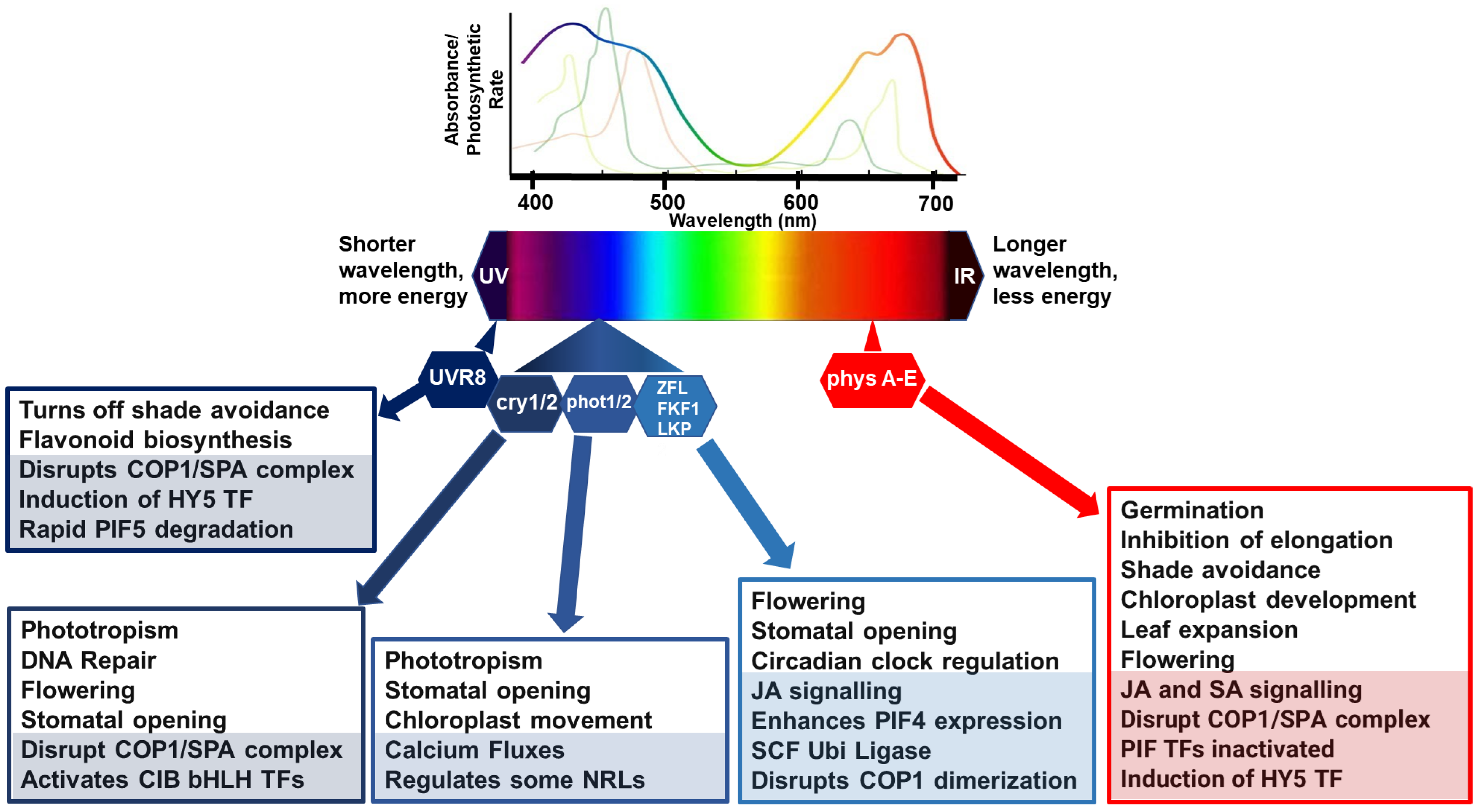 Ijms 24 03803 g001 Ijms 24 03803 g001