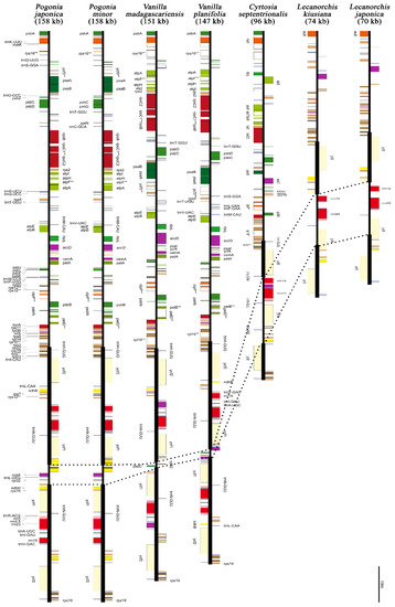 Evolutionary Patterns of the Chloroplast Genome in Vanilloid Orchids ...