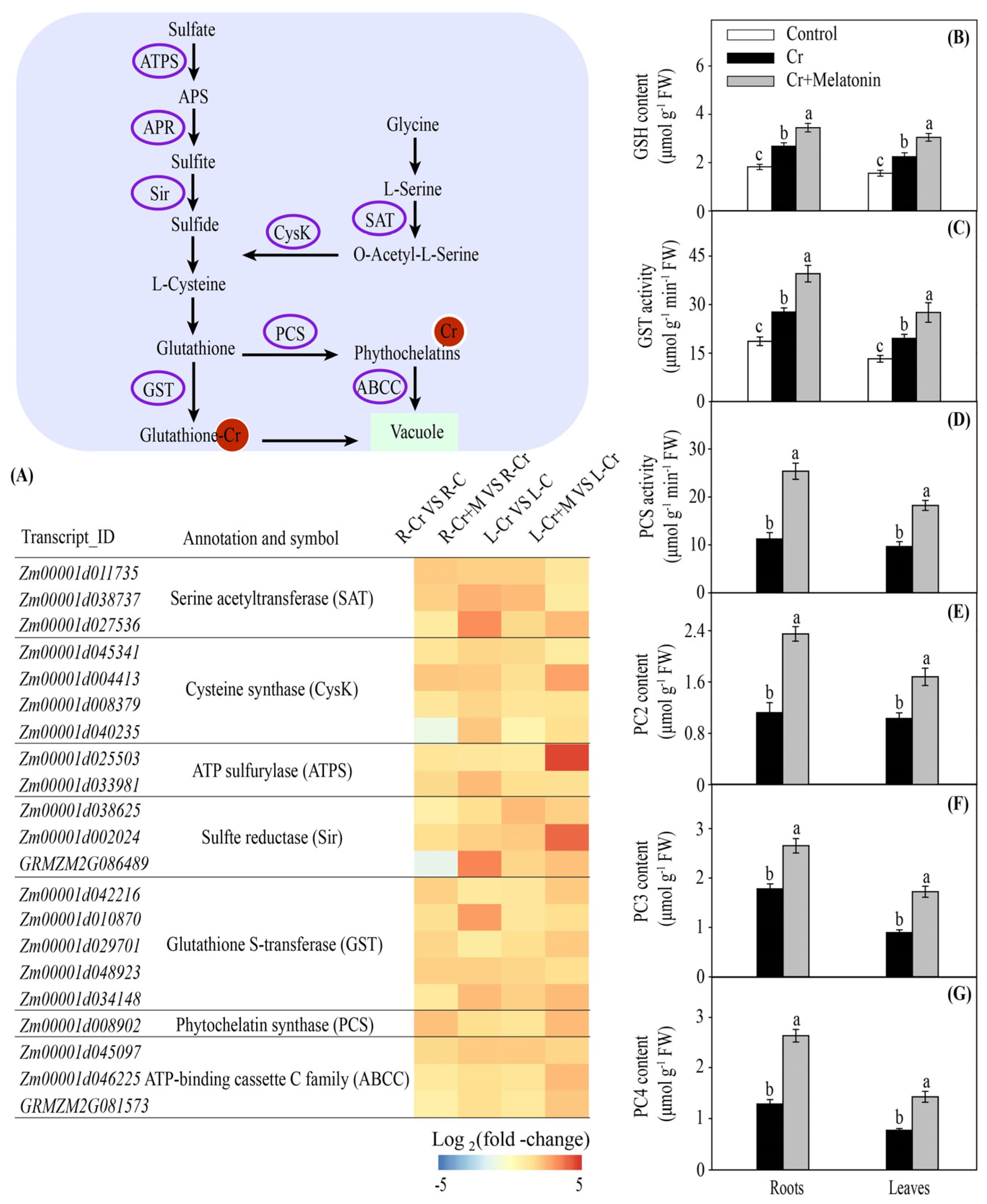 Ijms 24 03816 g005 Ijms 24 03816 g005
