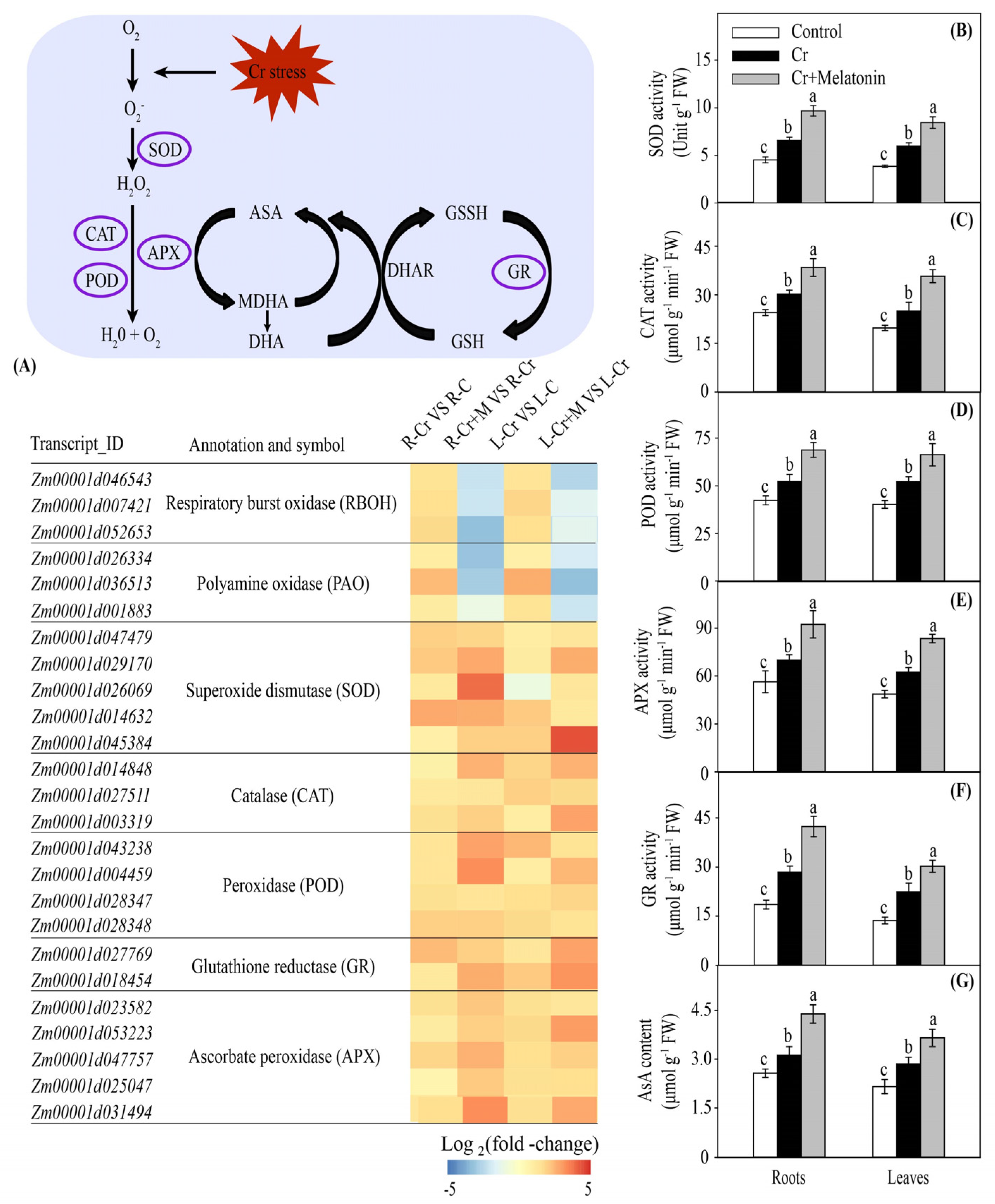 Ijms 24 03816 g006 Ijms 24 03816 g006
