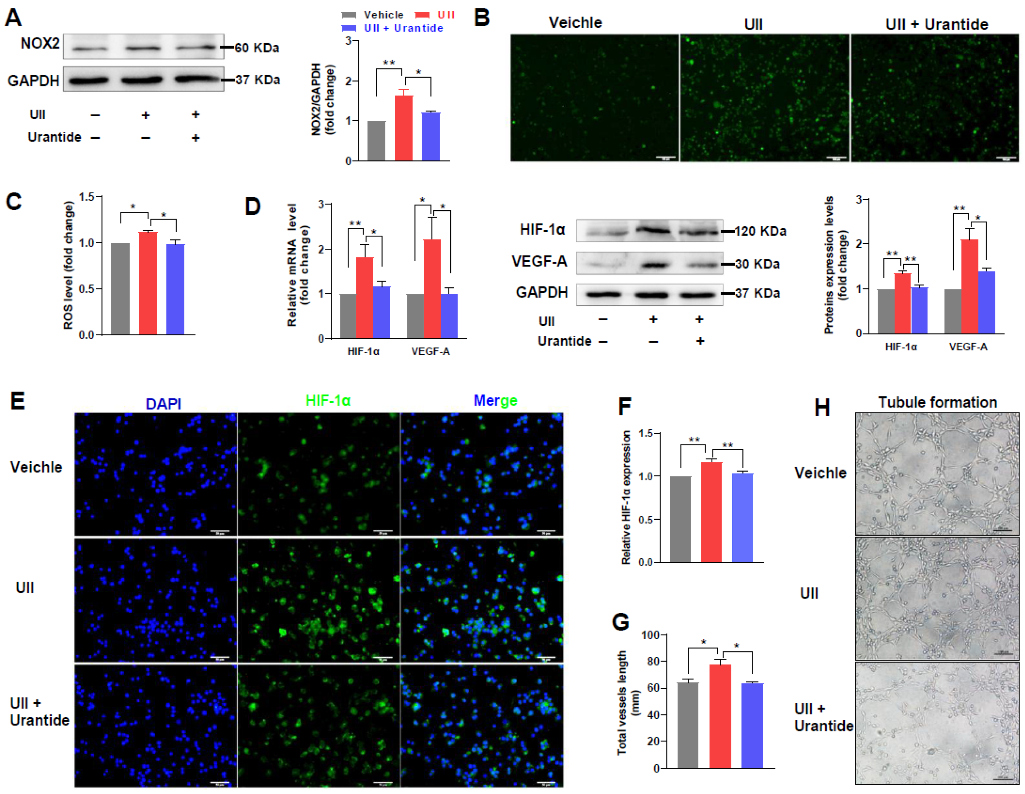 Ijms 24 03819 g006 Ijms 24 03819 g006