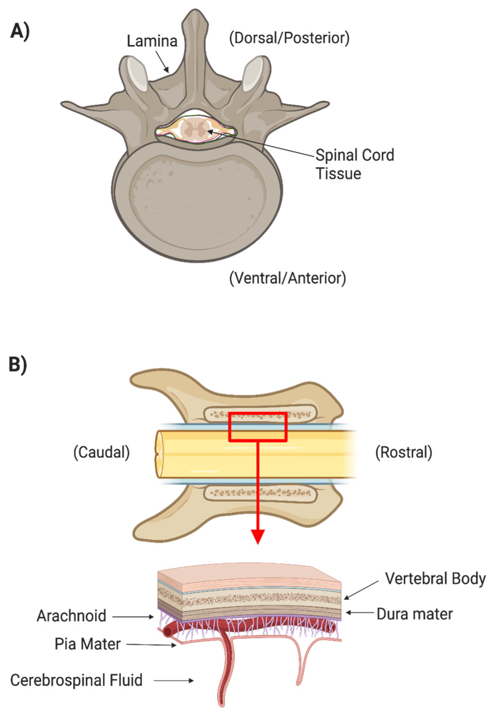 Mayo Clinic Q and A: Herniation can happen to a disk for a number