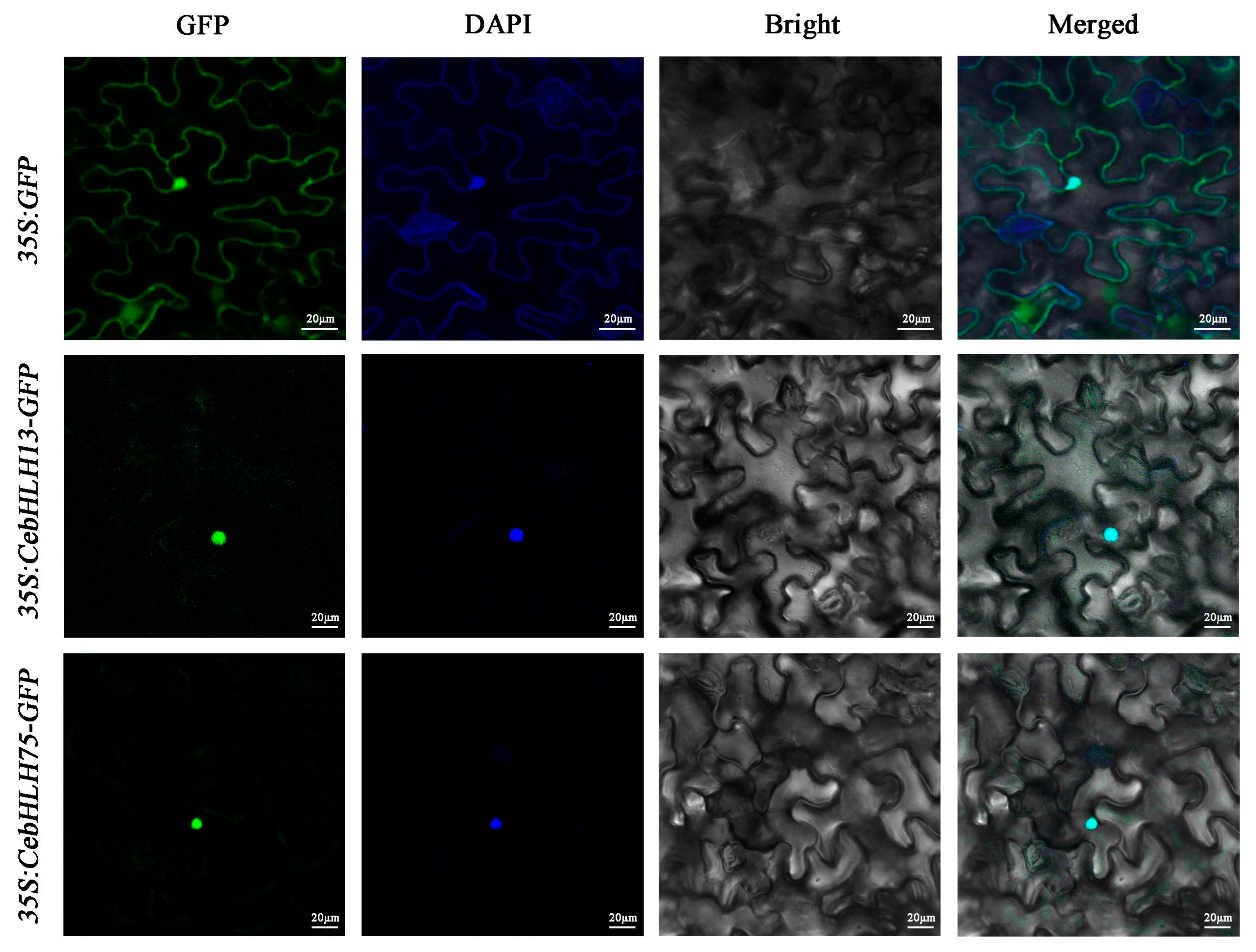 Ijms 24 03825 g009 Ijms 24 03825 g009