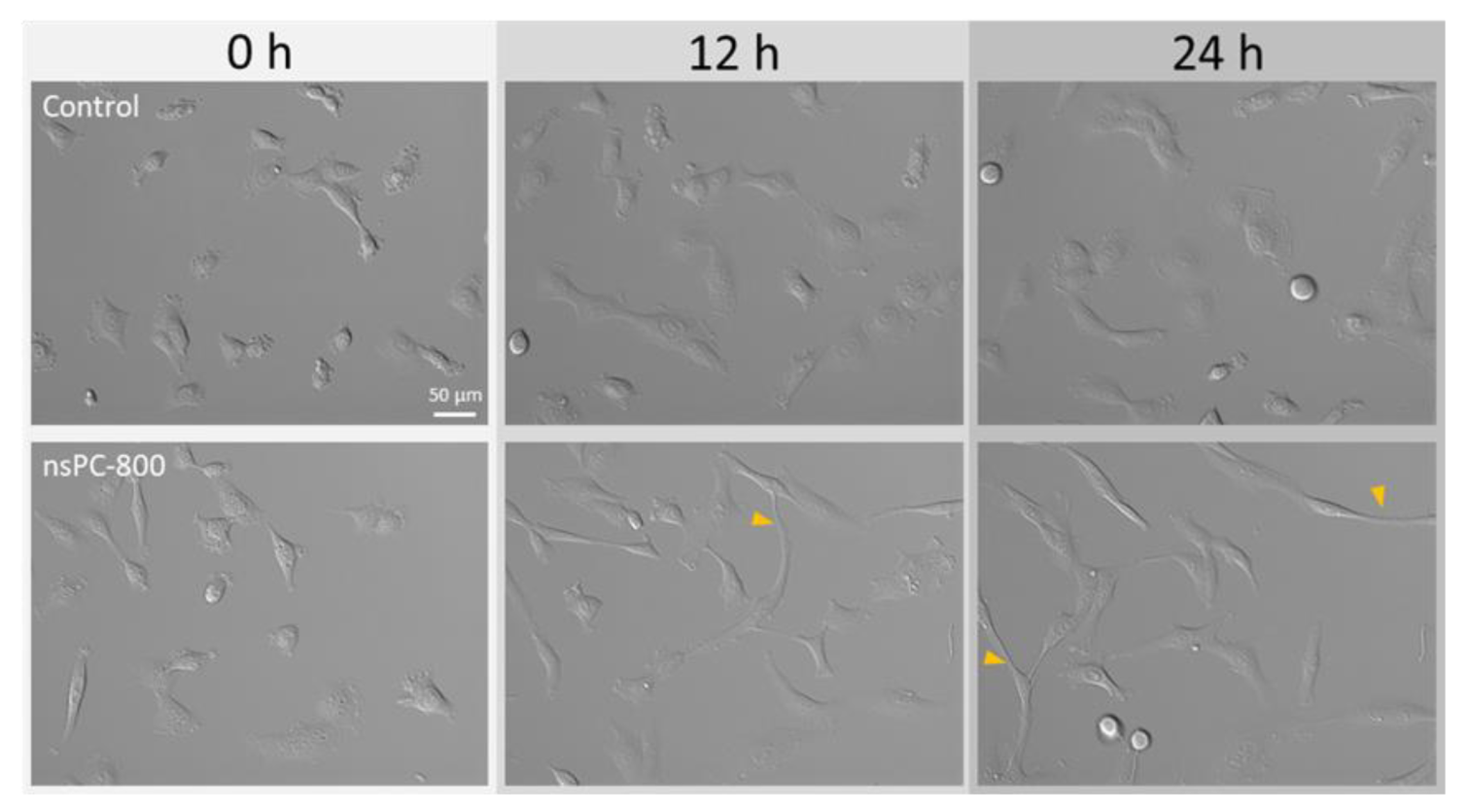 Ijms 24 03826 g001 Ijms 24 03826 g001