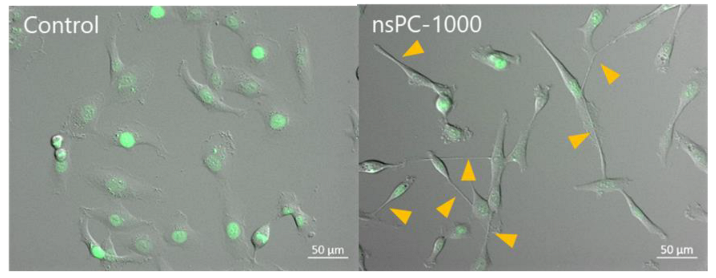 Ijms 24 03826 g004 Ijms 24 03826 g004