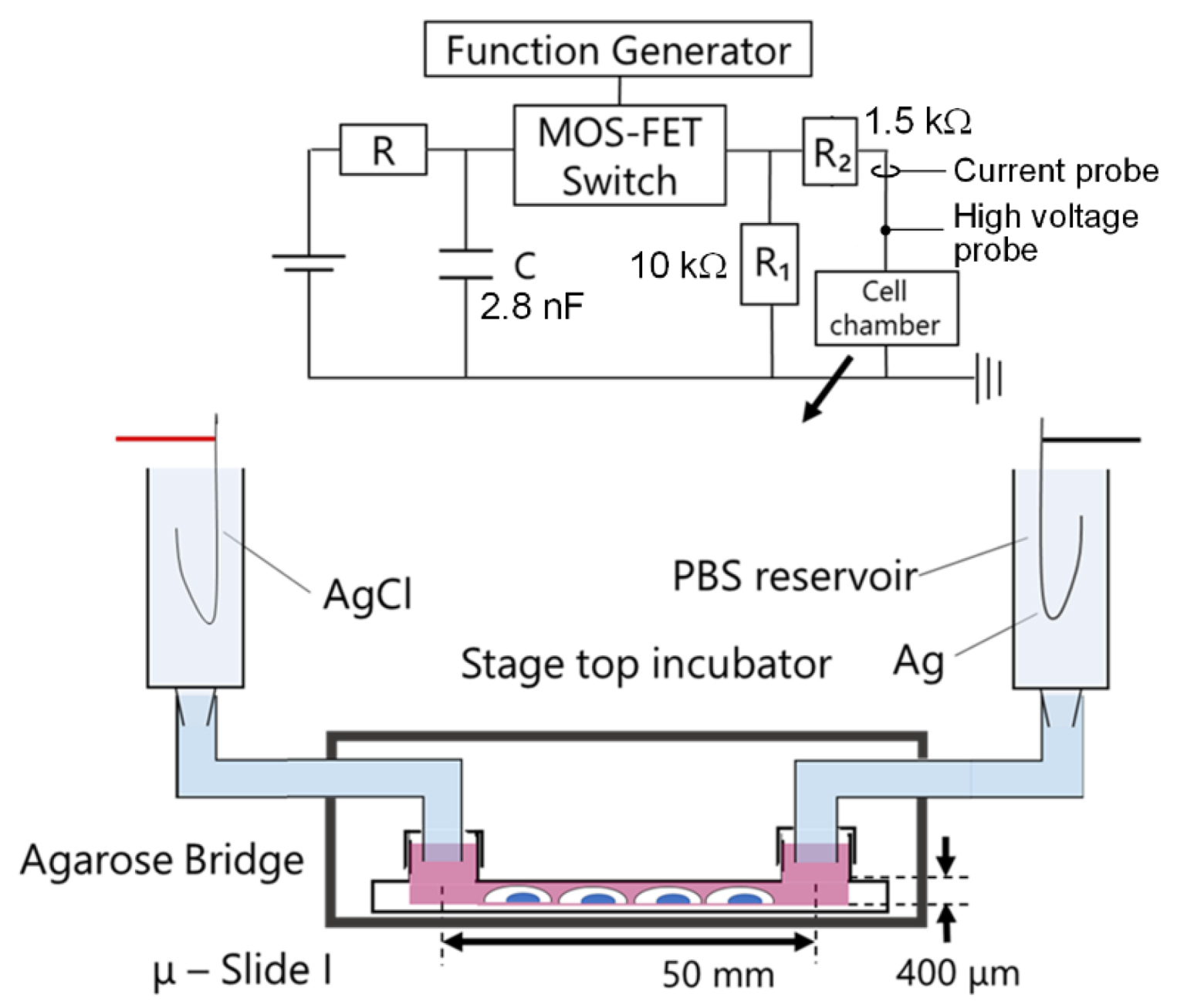 Ijms 24 03826 g006 Ijms 24 03826 g006