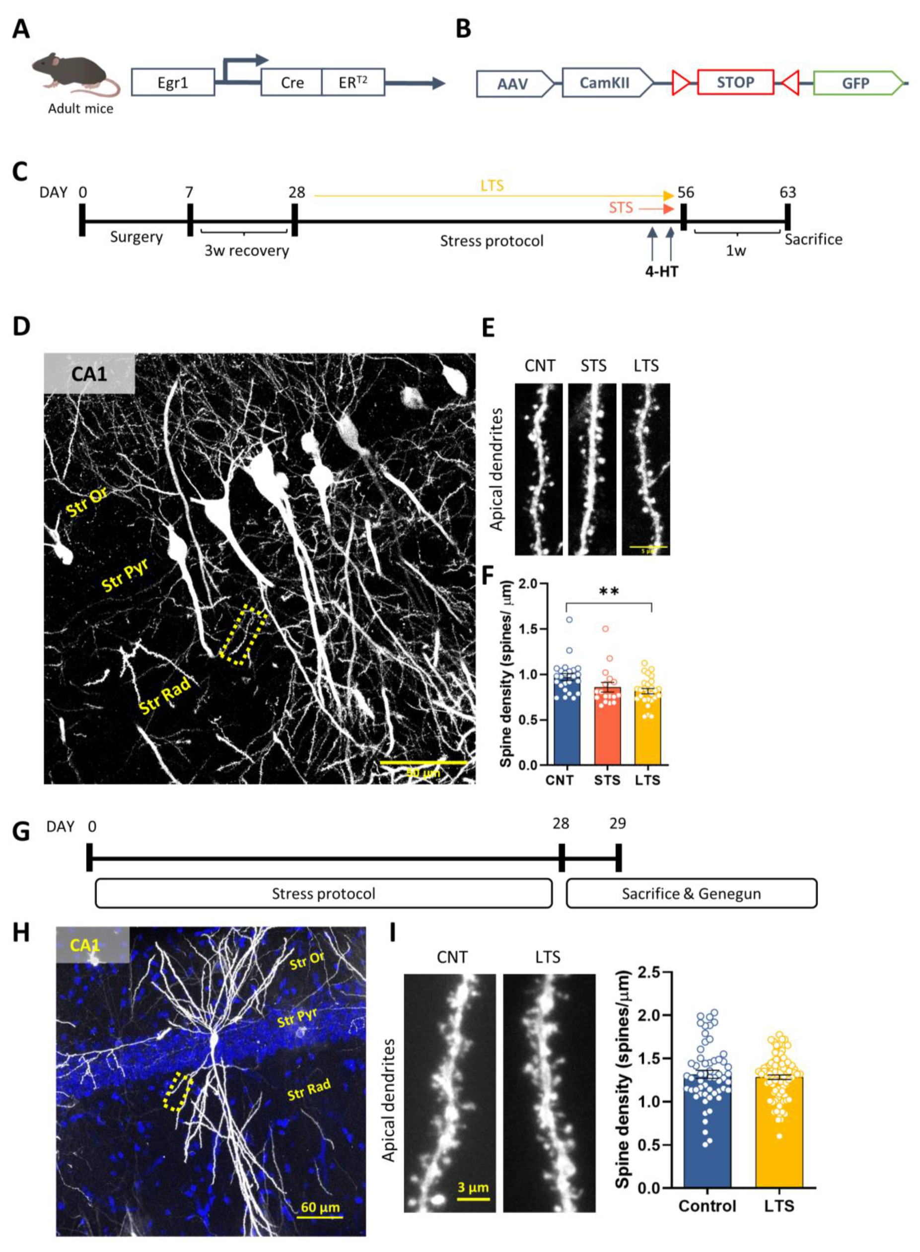 Ijms 24 03833 g002 Ijms 24 03833 g002