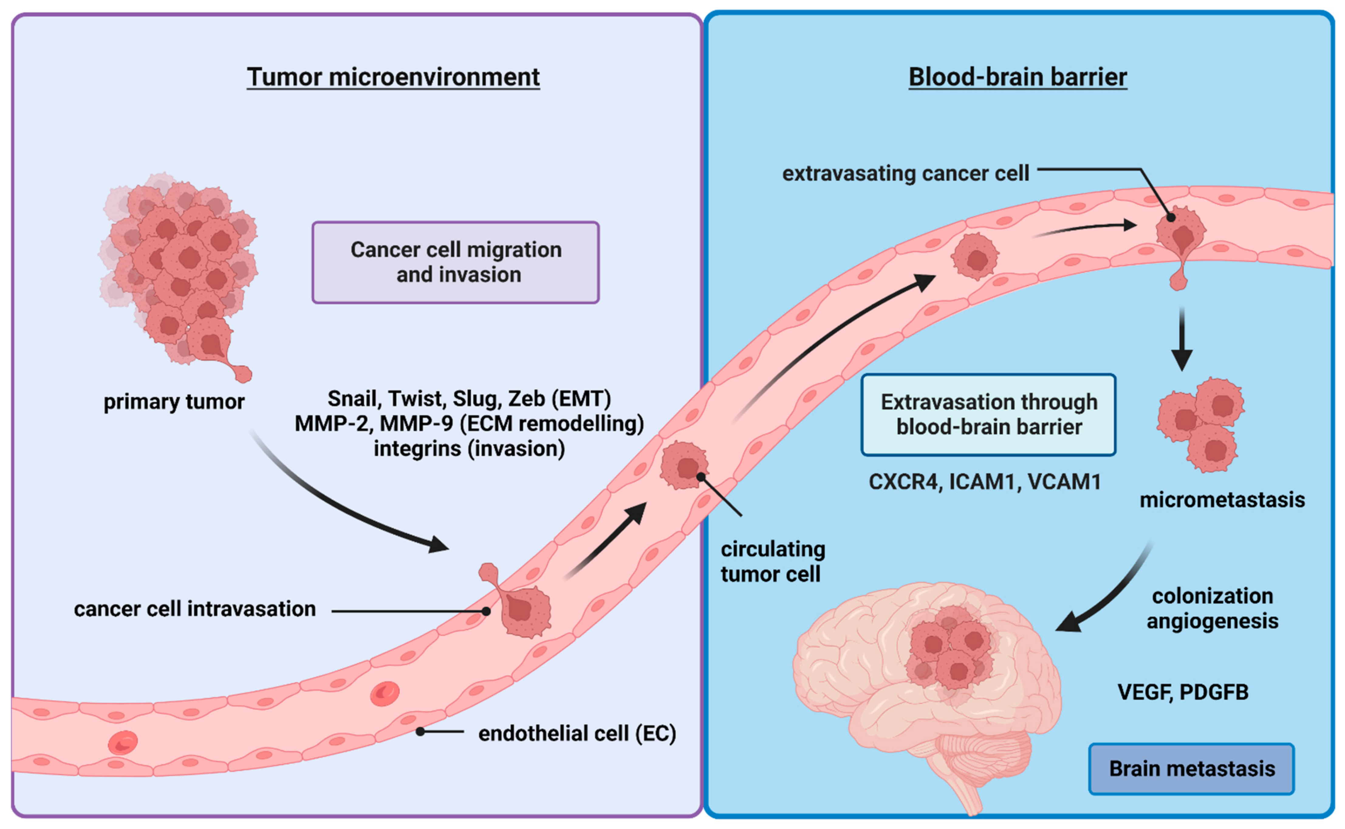 brain cancer cell