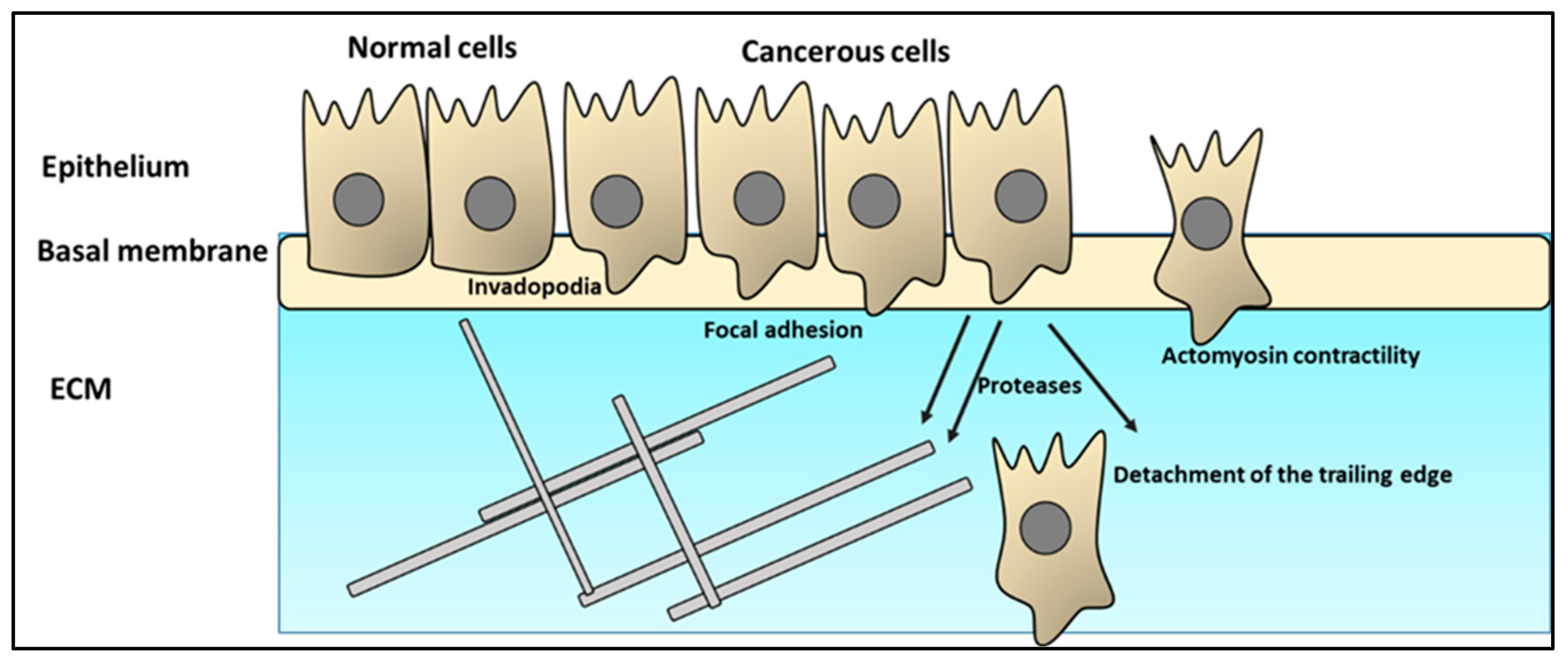 Ijms 24 03854 g002 Ijms 24 03854 g002