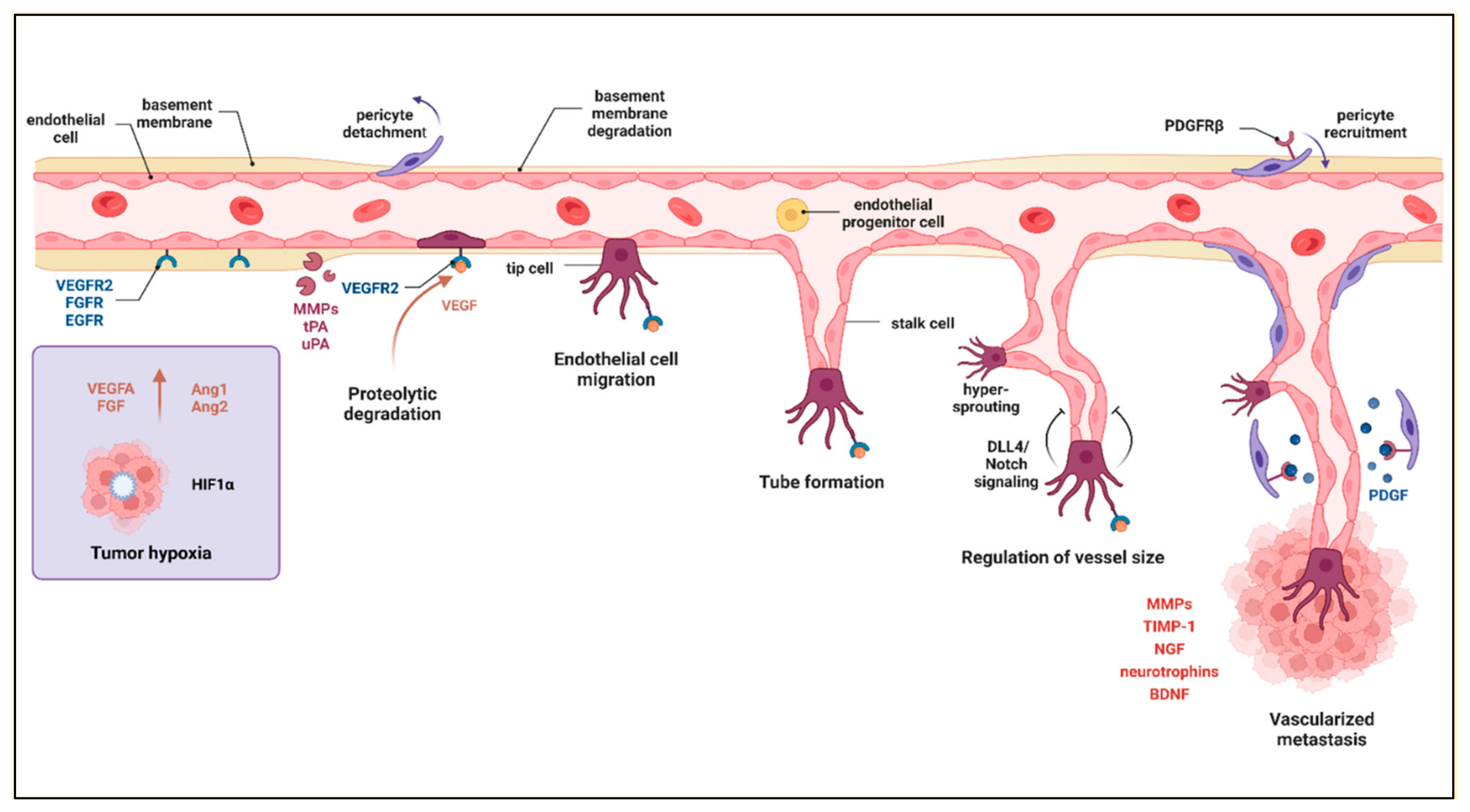 Ijms 24 03854 g005 Ijms 24 03854 g005