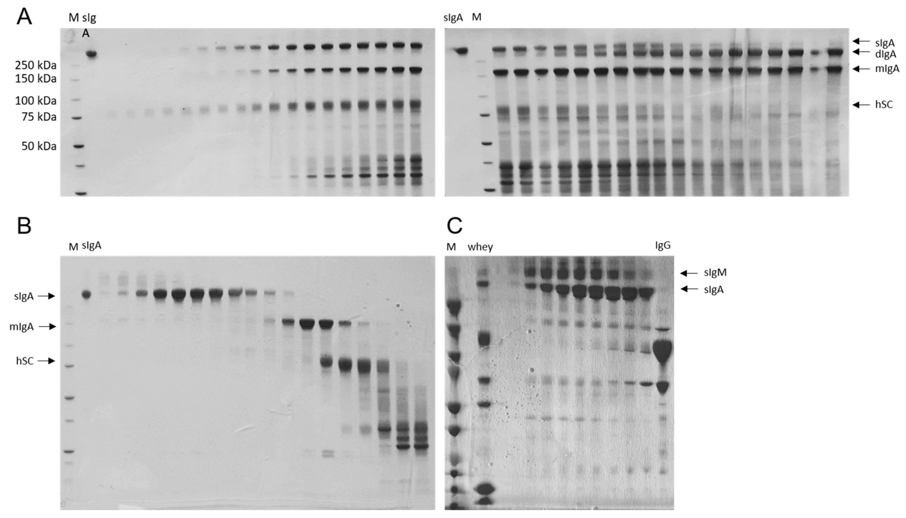 Ijms 24 03867 g001 Ijms 24 03867 g001