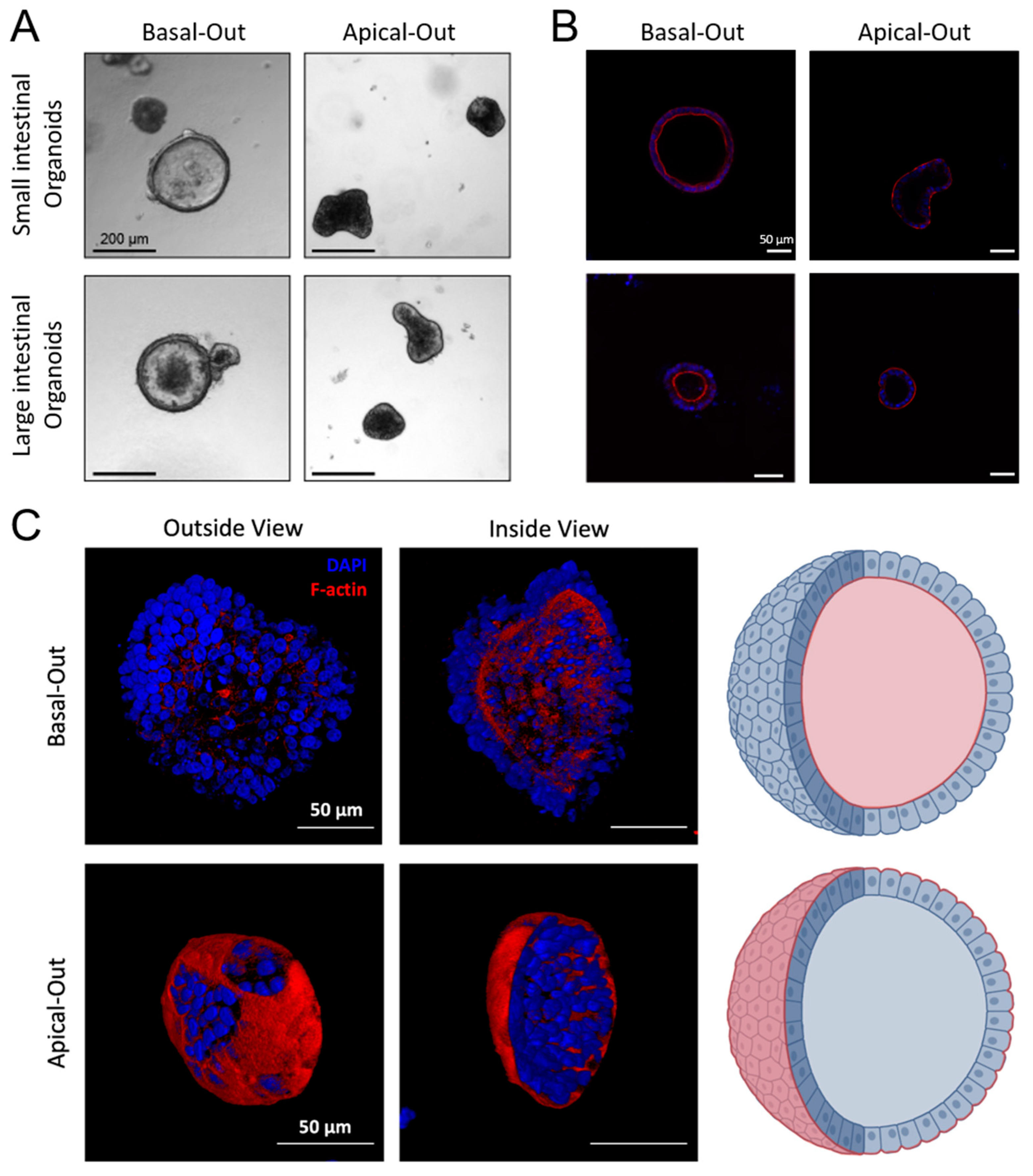 Ijms 24 03867 g004 Ijms 24 03867 g004