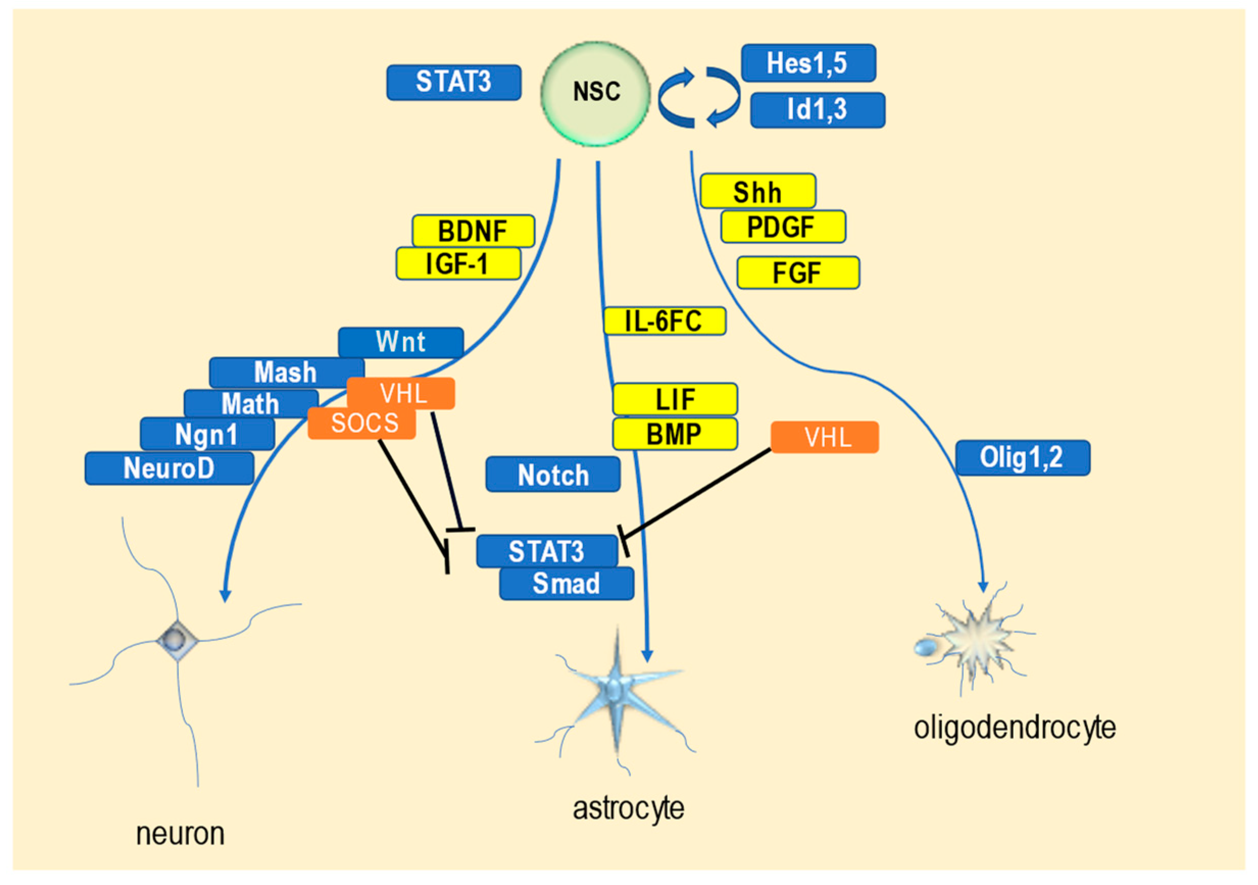 Ijms 24 03880 g001 Ijms 24 03880 g001