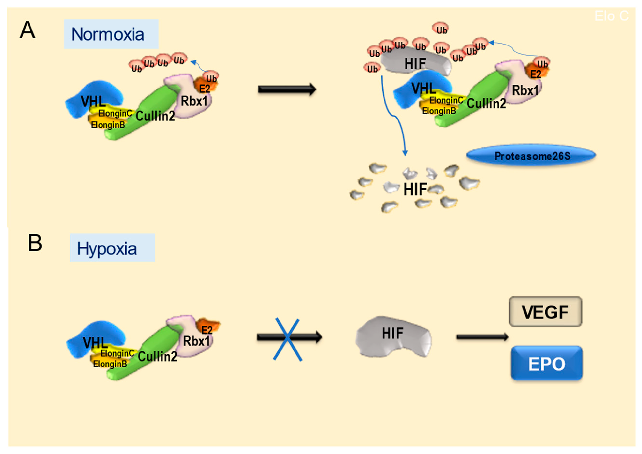 Ijms 24 03880 g004 Ijms 24 03880 g004