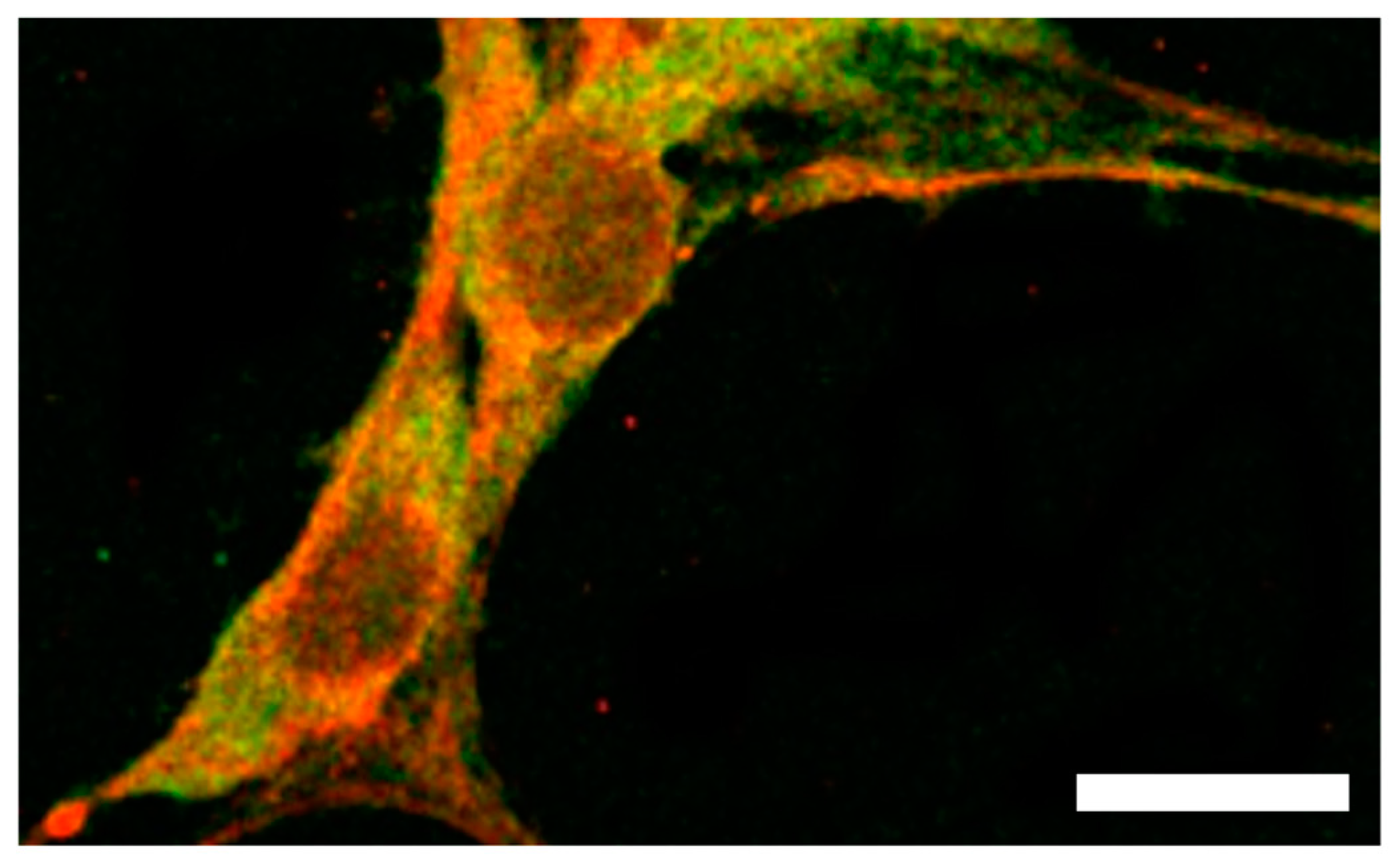 Ijms 24 03880 g005 Ijms 24 03880 g005